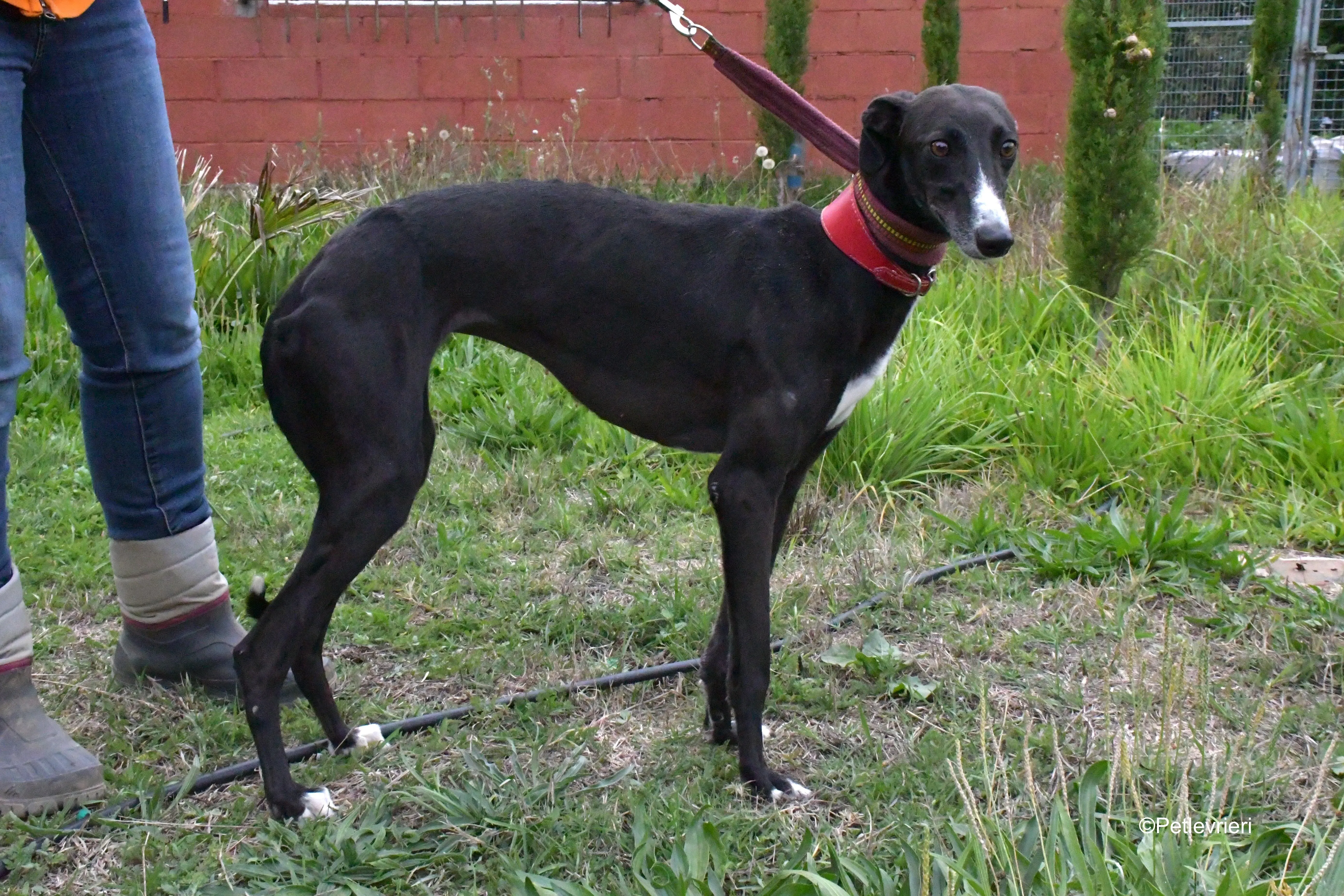 nora adozione levrieri galgo 9