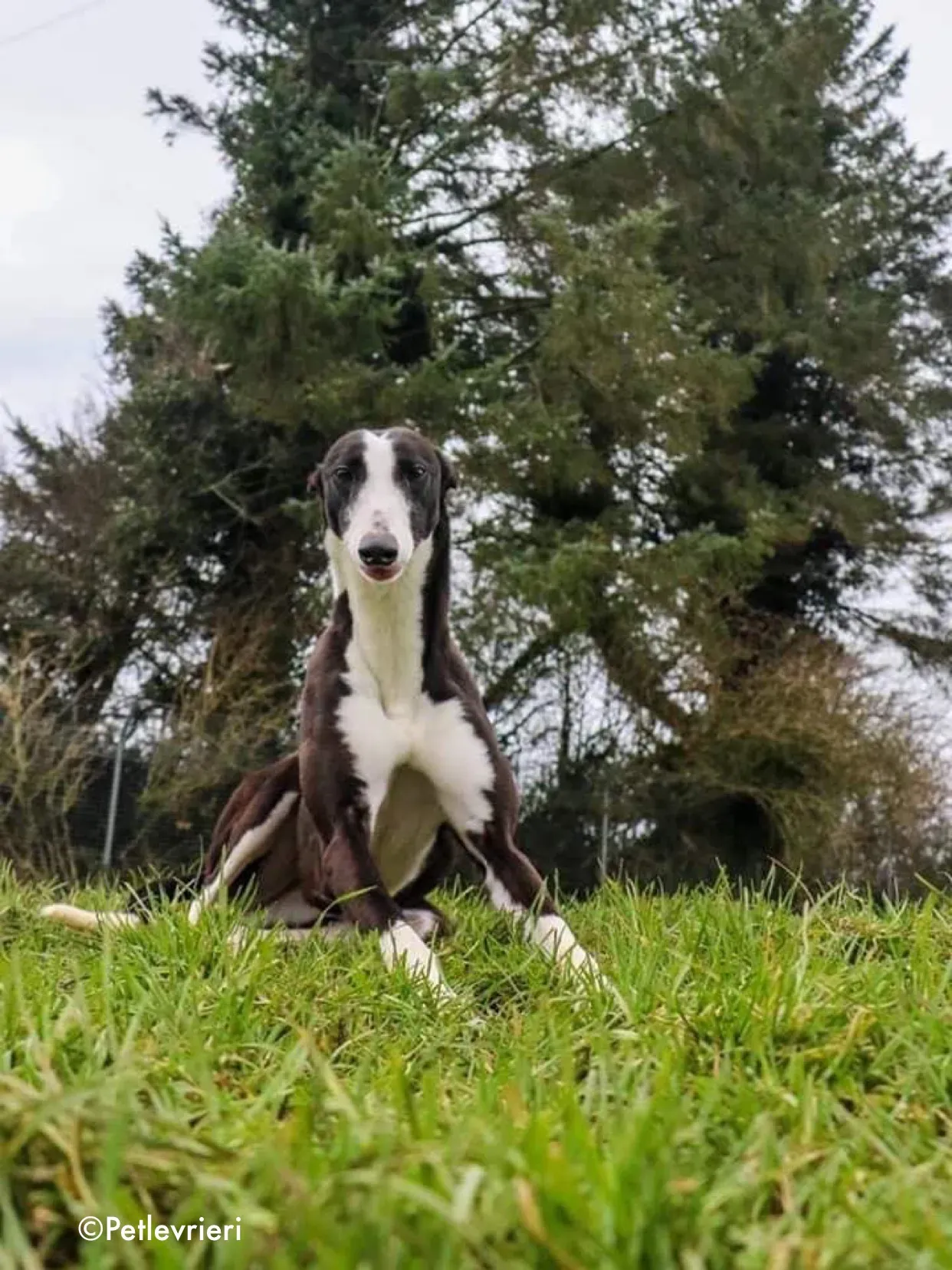 nora adozione levrieri greyhound 1