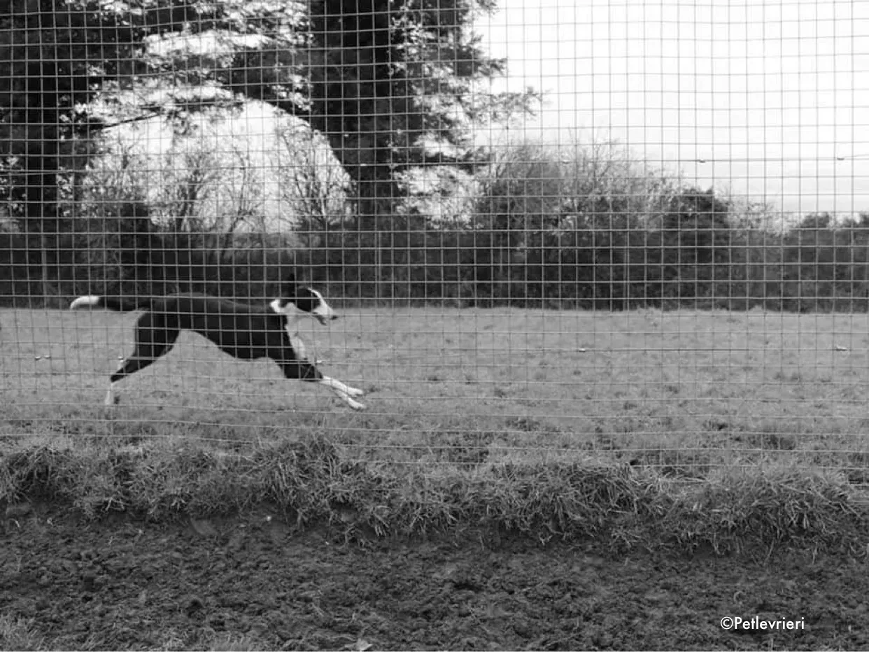 nora adozione levrieri greyhound 2