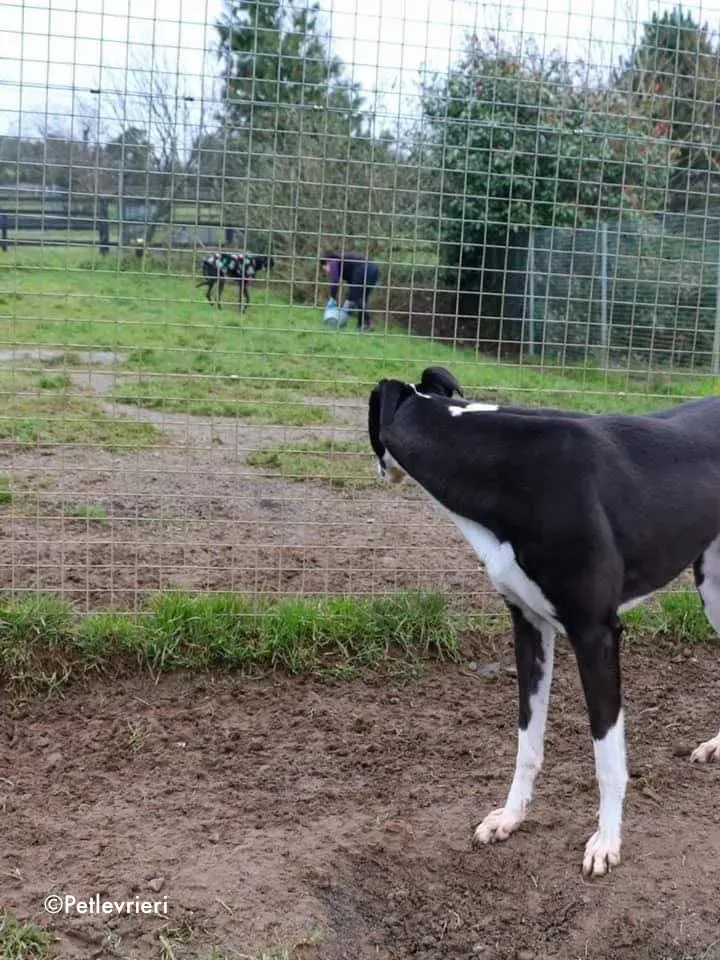 nora adozione levrieri greyhound 3