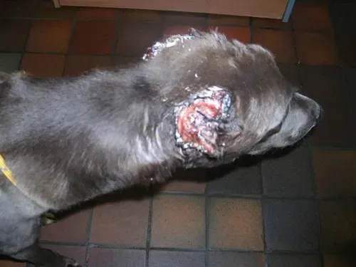 norman1web zps55f173c6