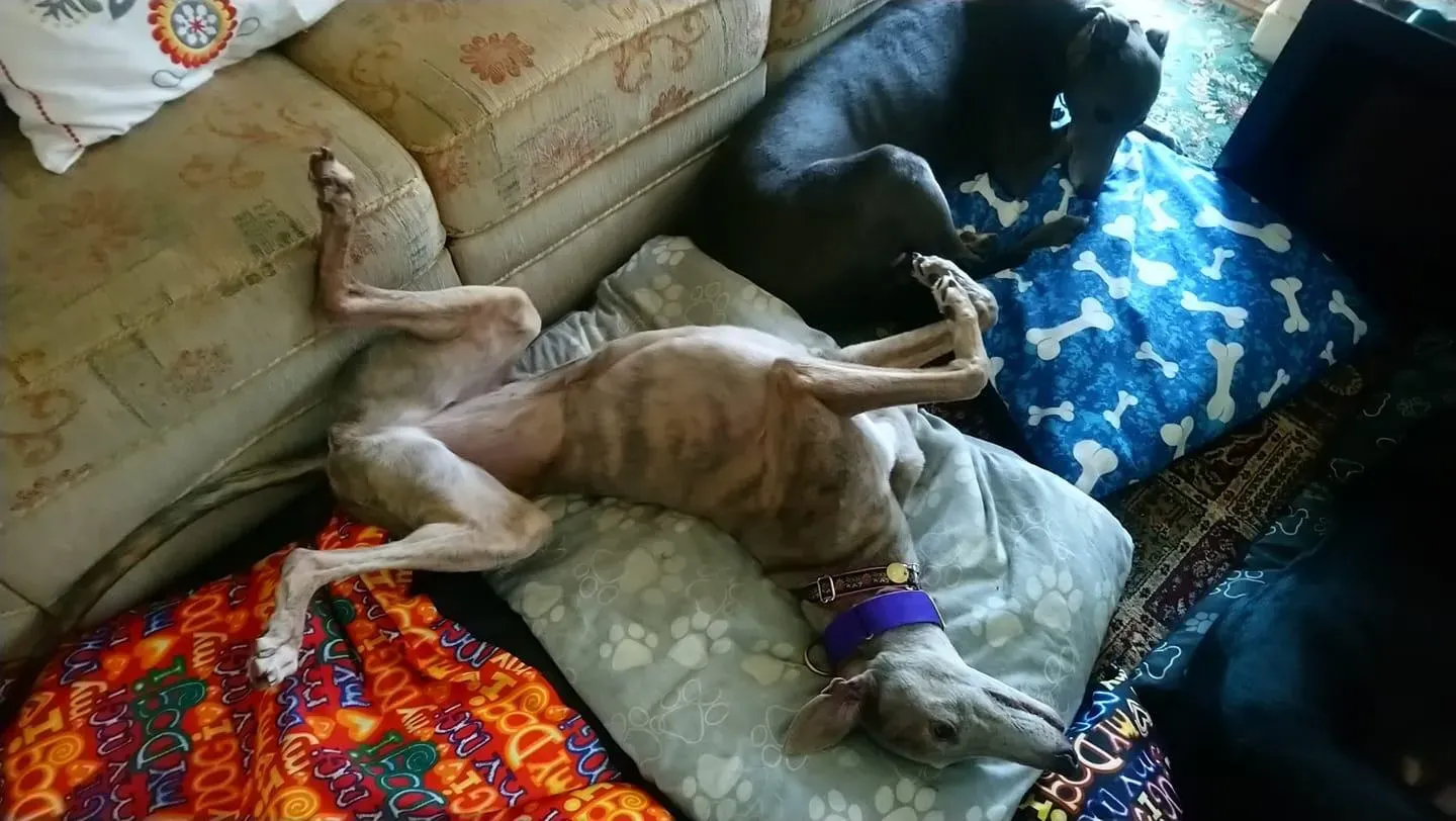 norris zambesi adozione greyhound macao 1