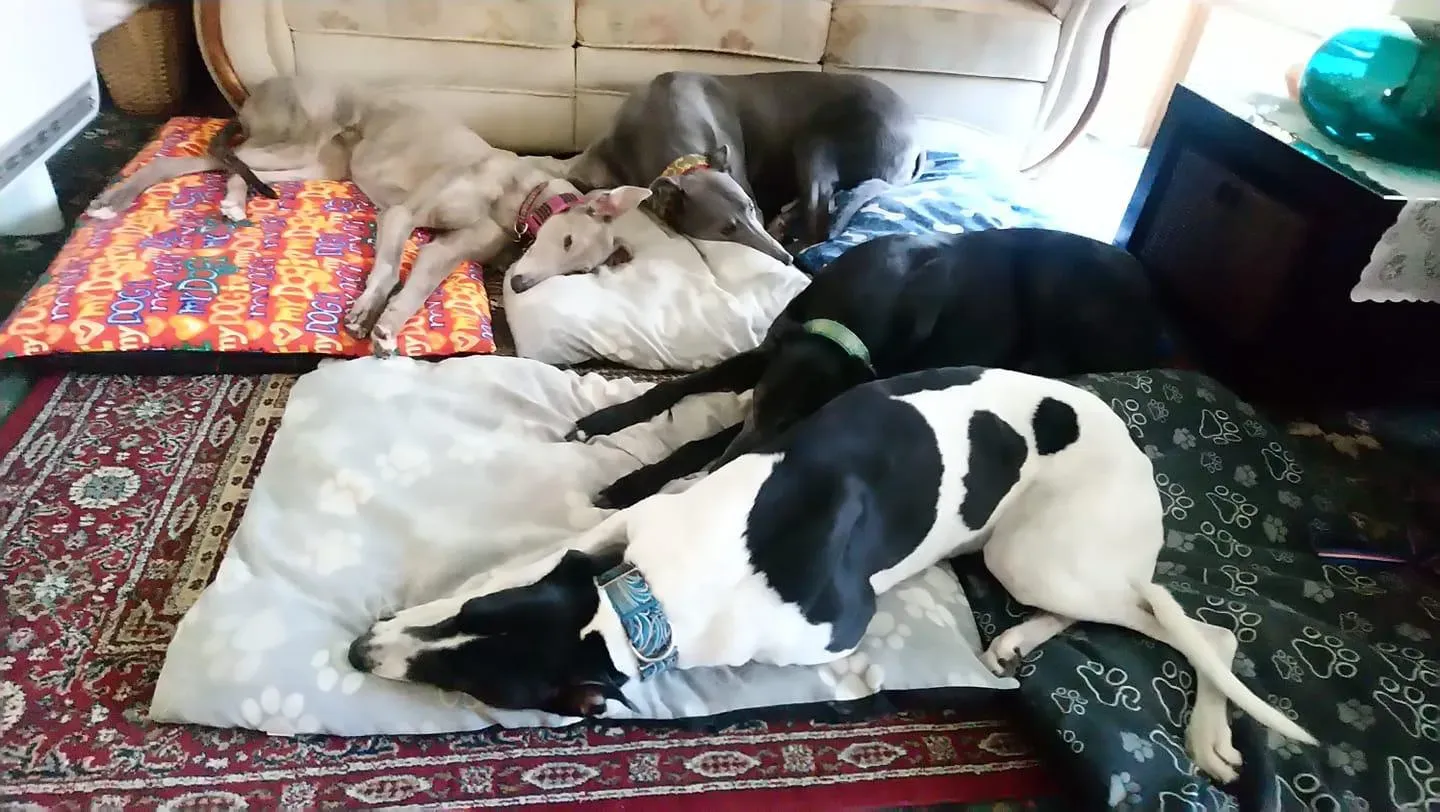 norris zambesi adozione greyhound macao 2