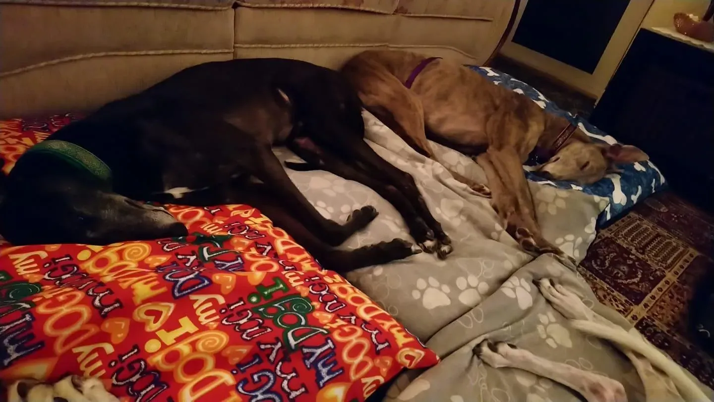 norris zambesi adozione greyhound macao 3