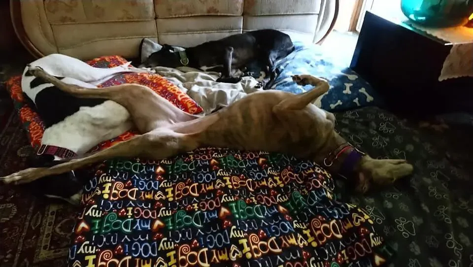 norris zambesi adozione greyhound macao 4