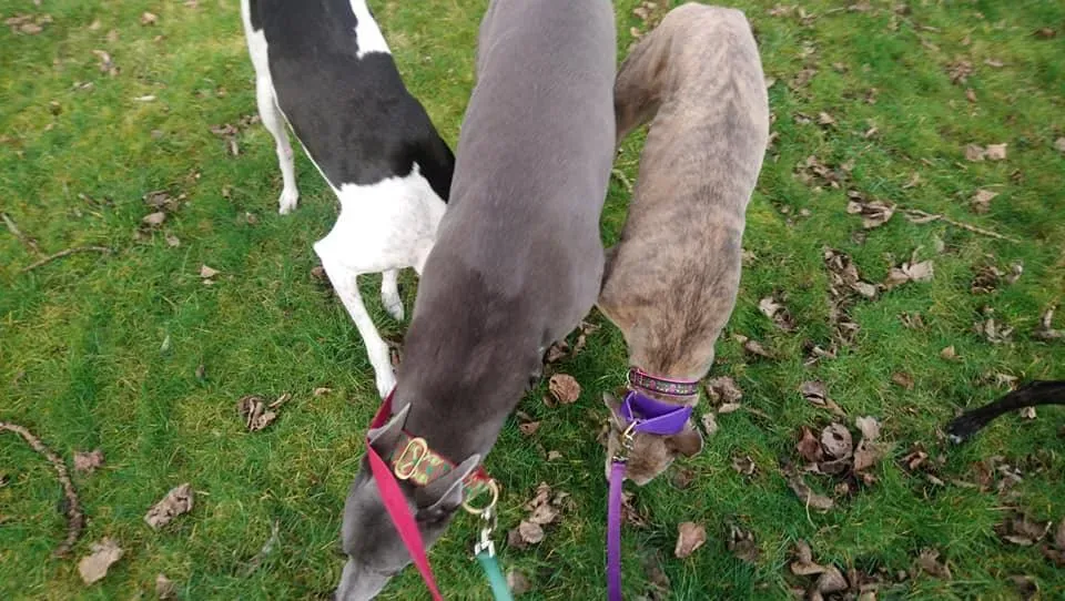 norris zambesi adozione greyhound macao 5