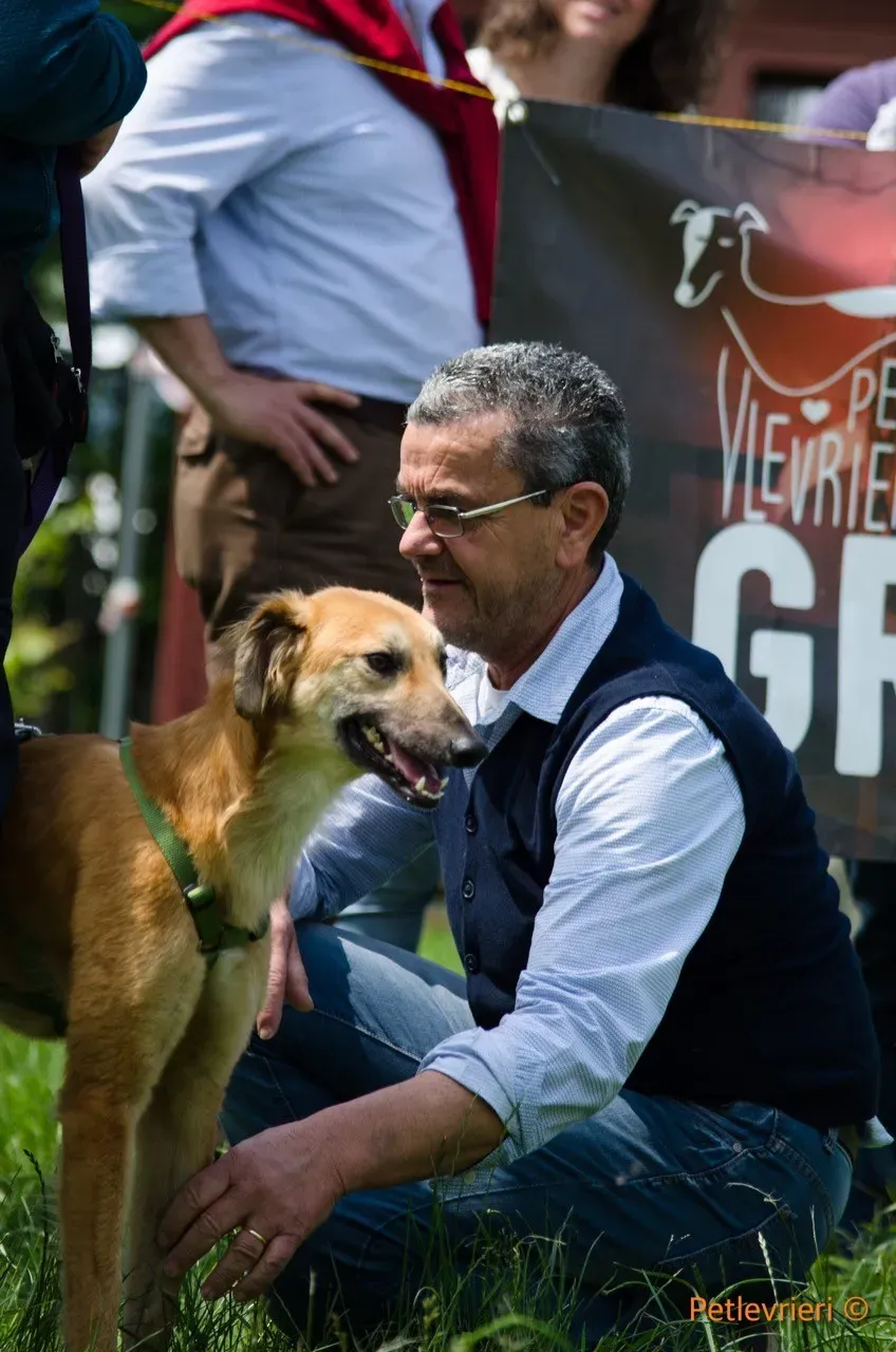 novak adozione levrieri greyhound 1 1