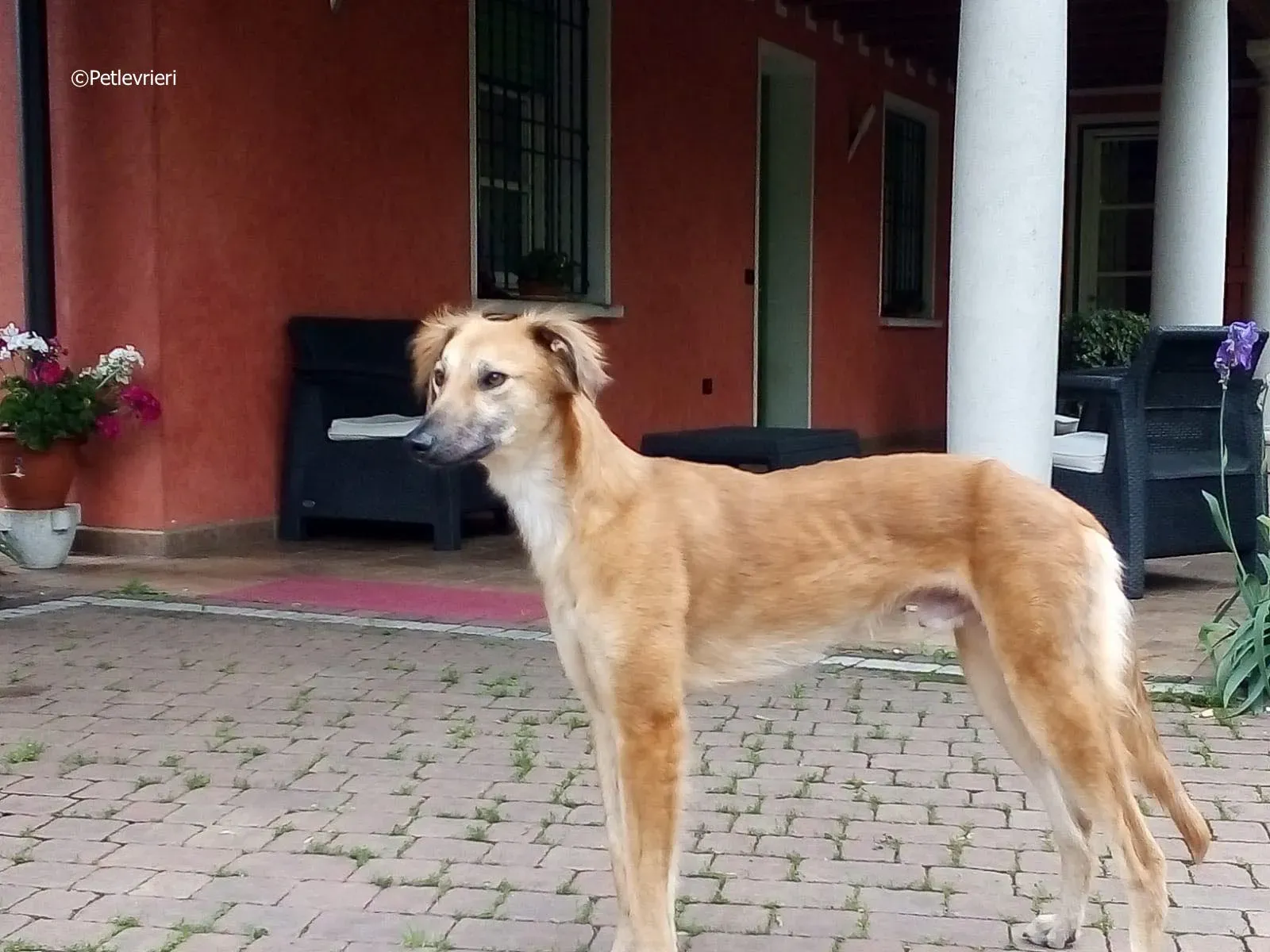 novak adozione levrieri greyhound 1 2