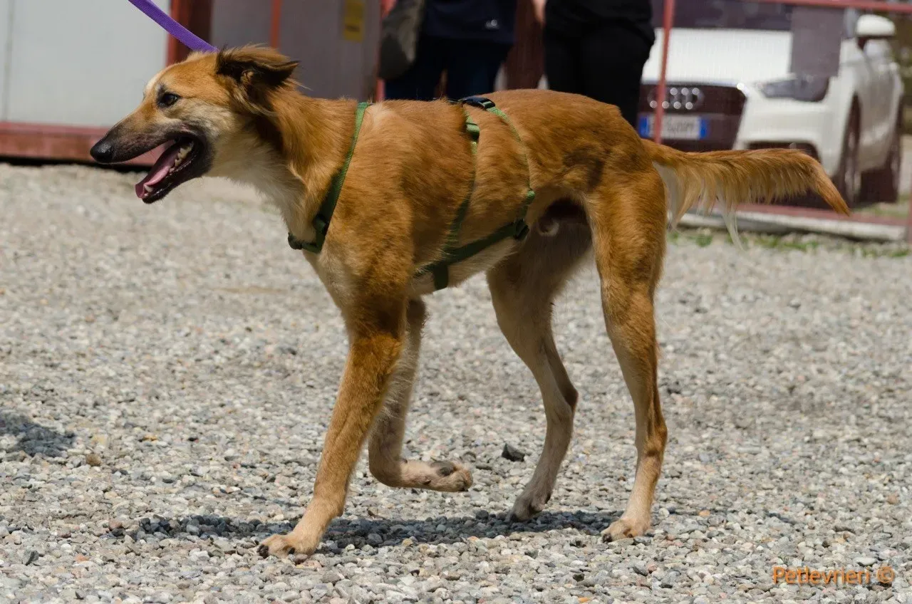 novak adozione levrieri greyhound 2 2