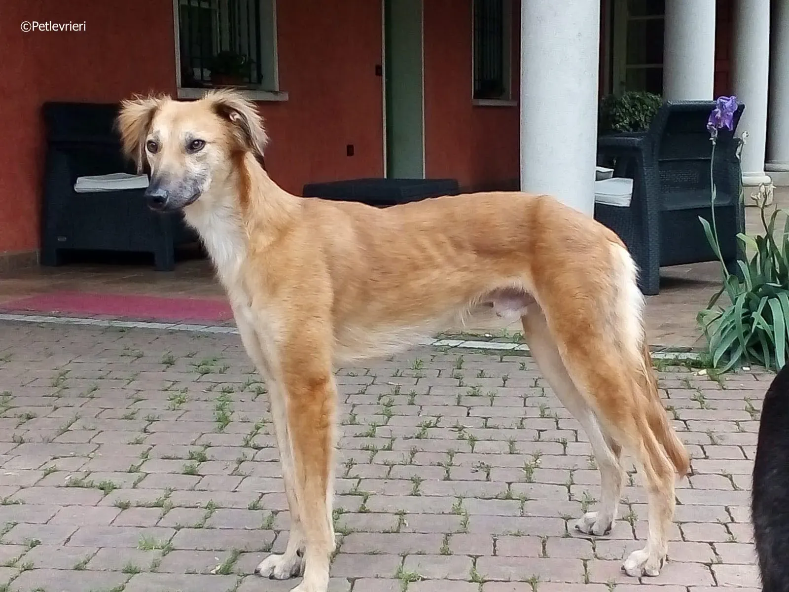 novak adozione levrieri greyhound 2 3