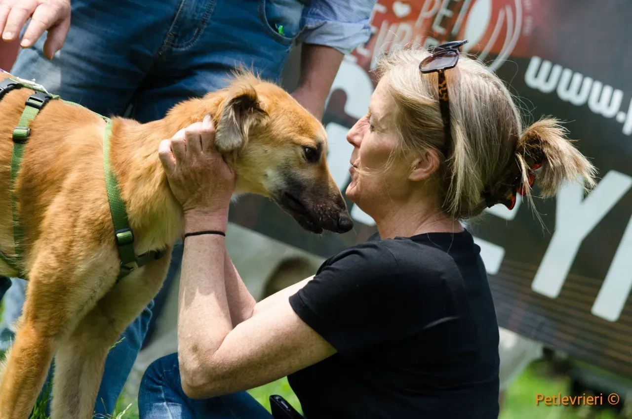 novak adozione levrieri greyhound 3 1