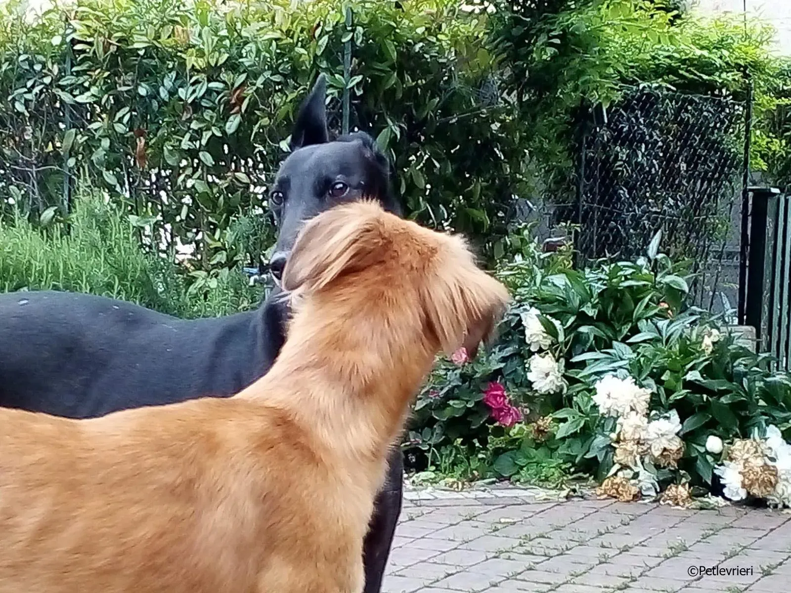 novak adozione levrieri greyhound 3 2