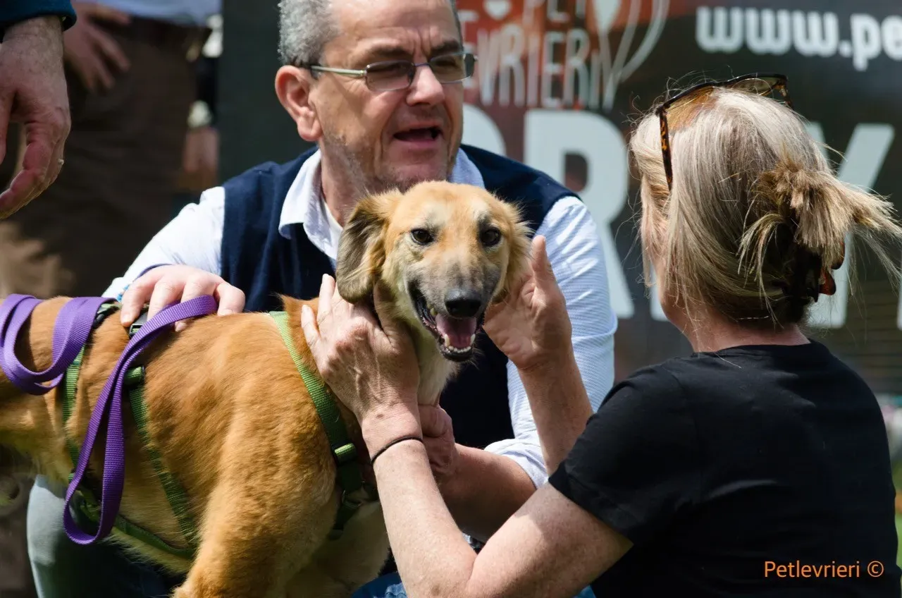 novak adozione levrieri greyhound 4 1