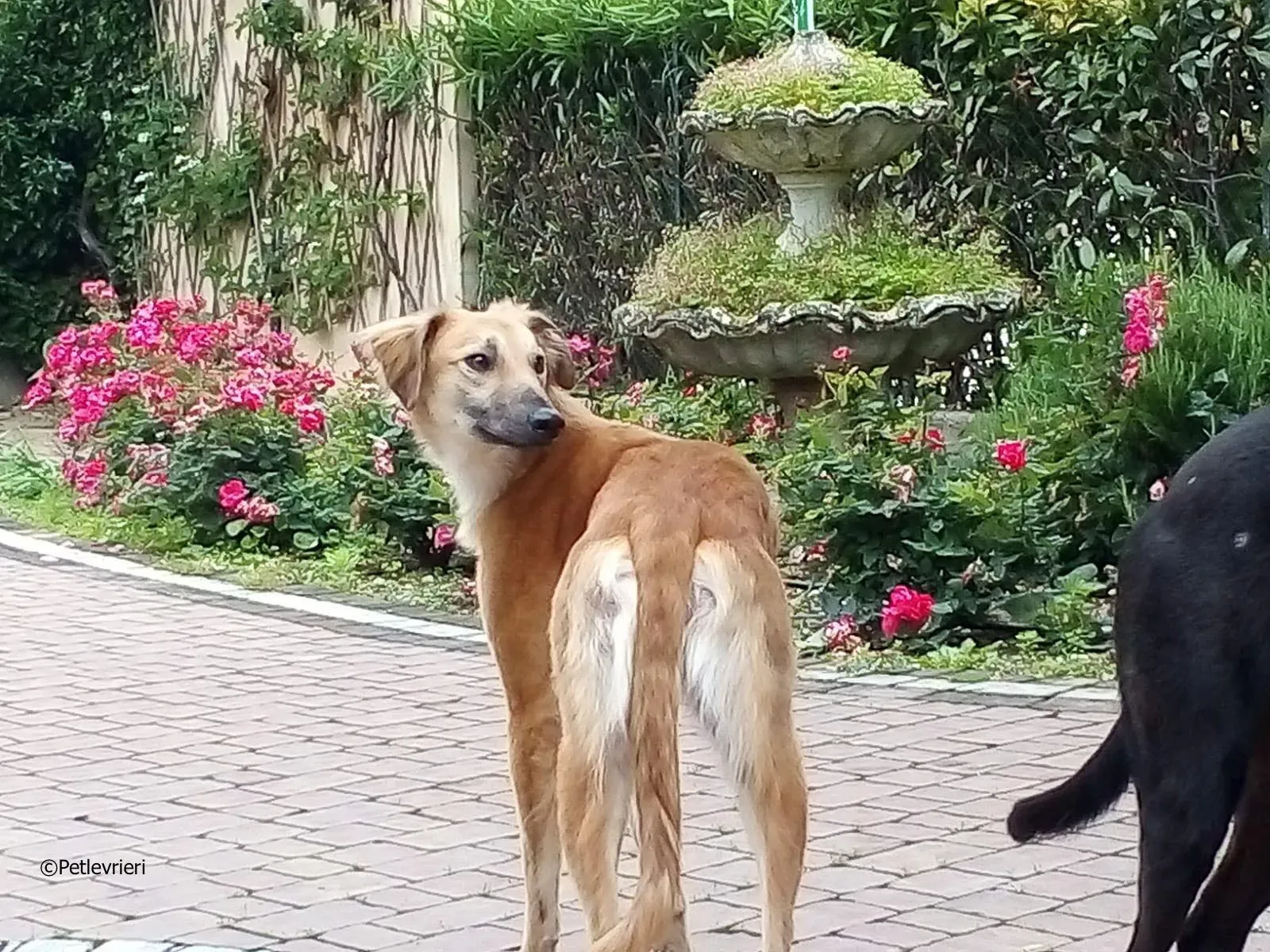 novak adozione levrieri greyhound 4 2