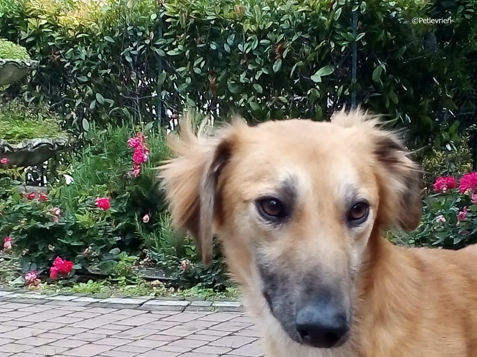 novak adozione levrieri greyhound 5 1