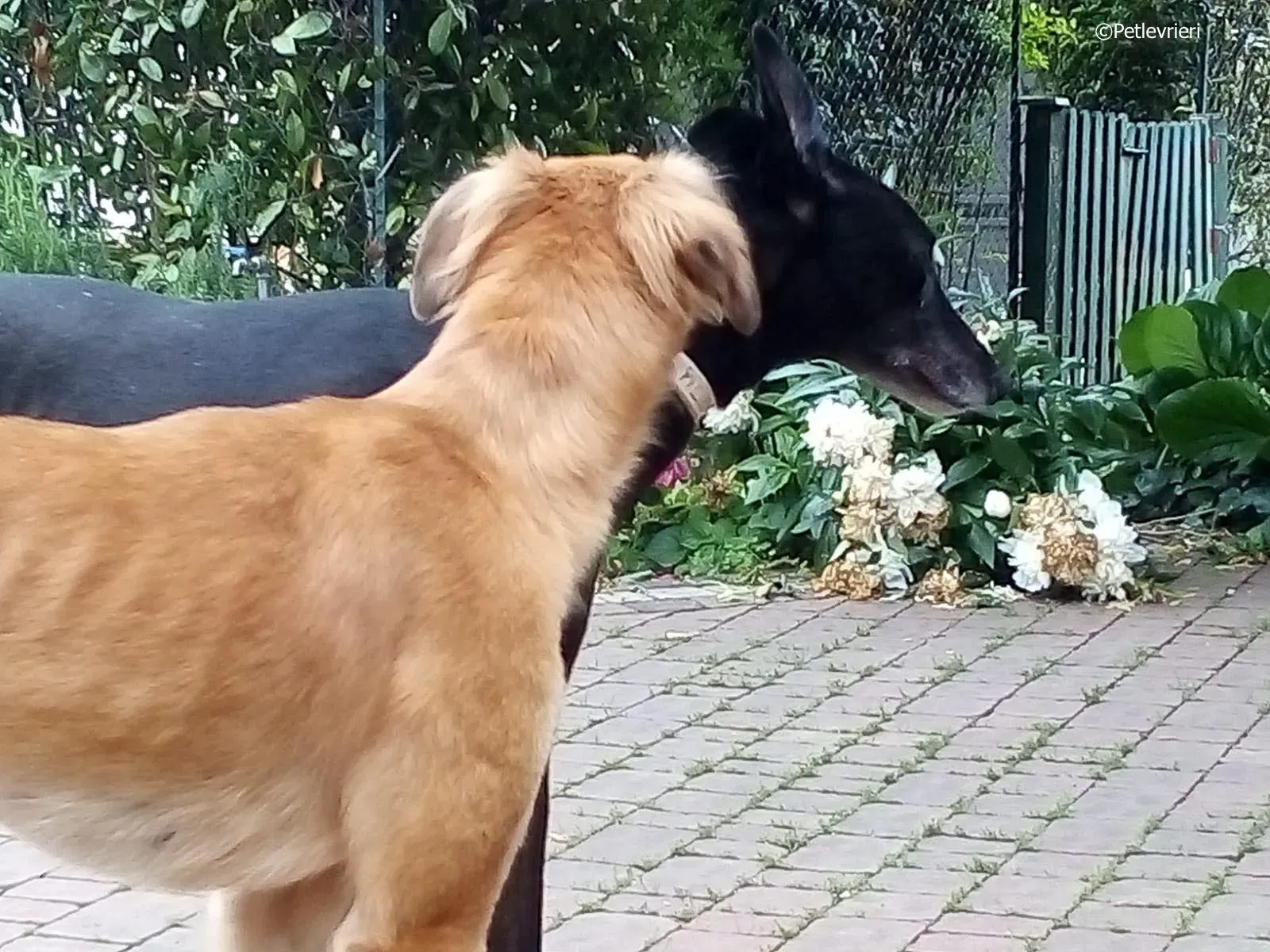 novak adozione levrieri greyhound 6 1