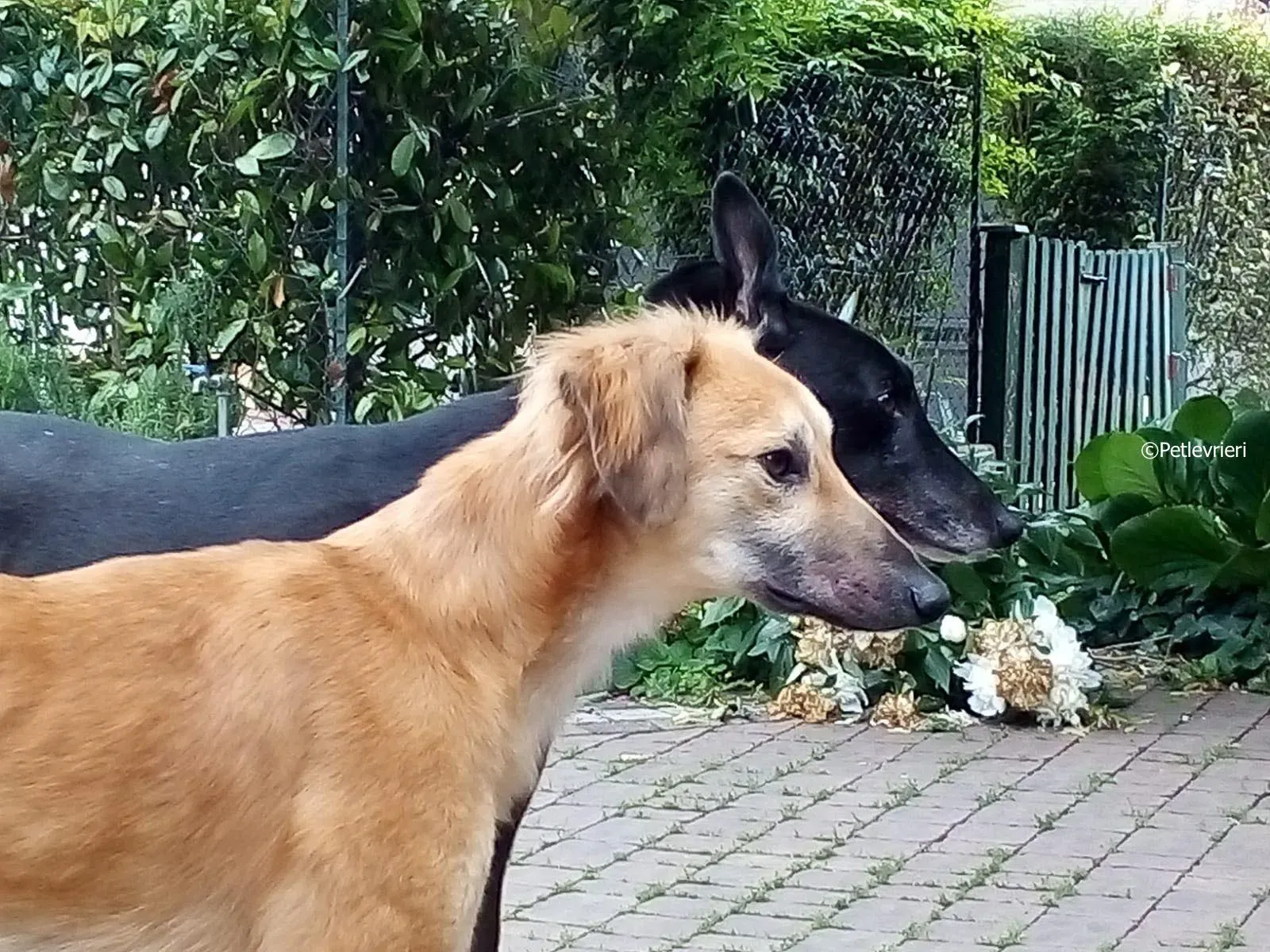 novak adozione levrieri greyhound 7 1