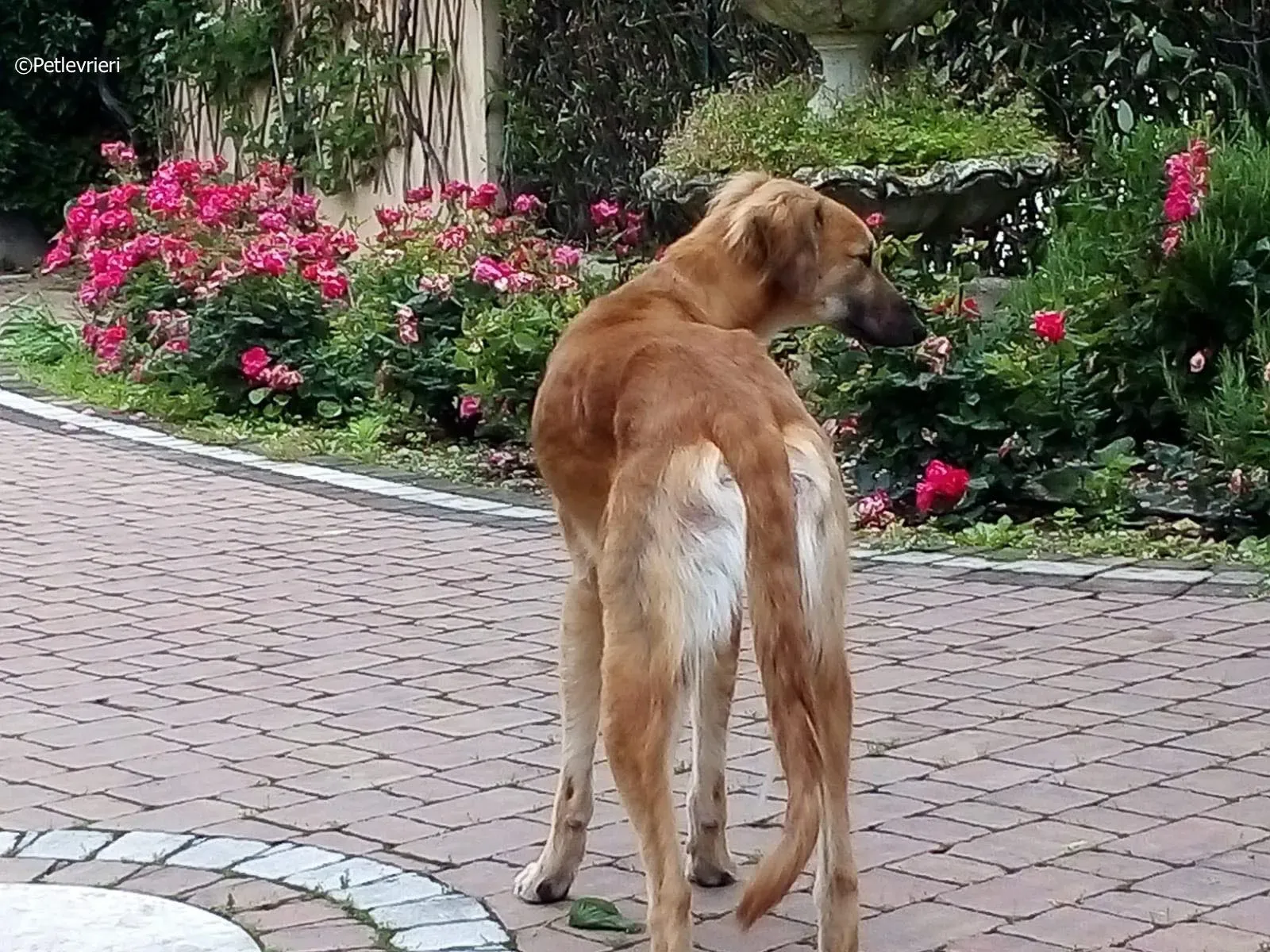 novak adozione levrieri greyhound 8 1