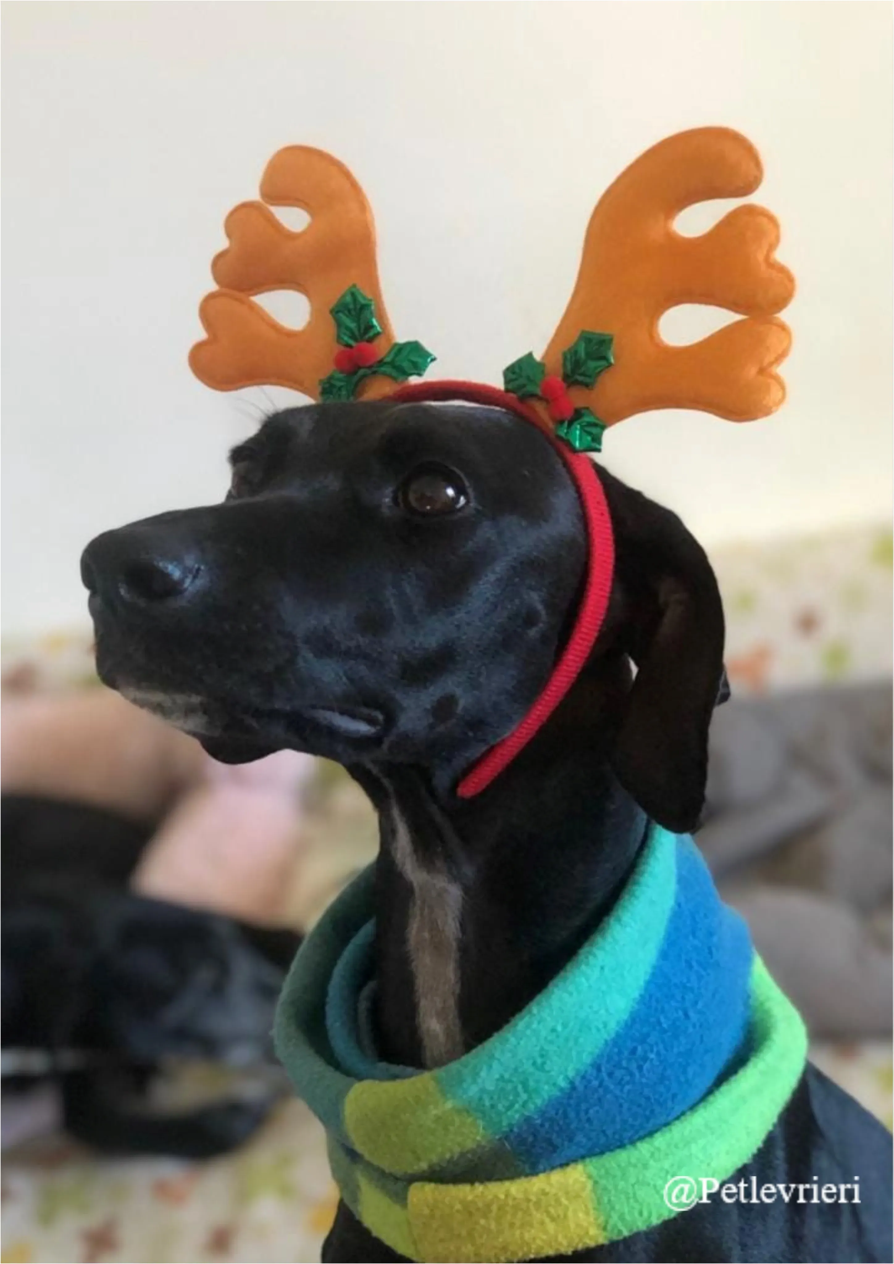 nublar lagasca pet levrieri natale 2021