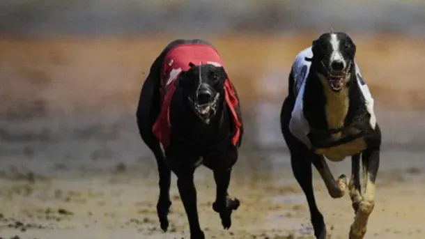 nuovazelanda petlevrieri greyhound2