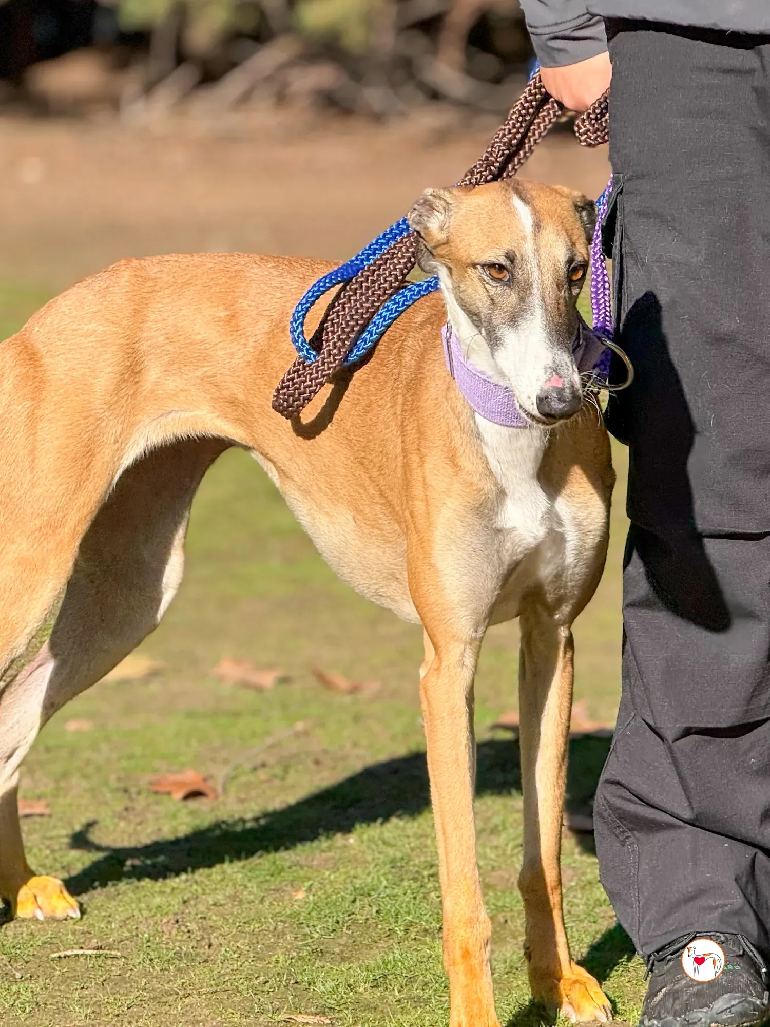 nutella galgo adozione 1