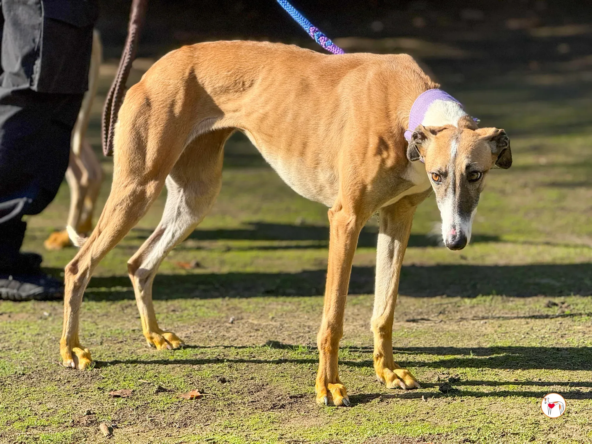 nutella galgo adozione 10