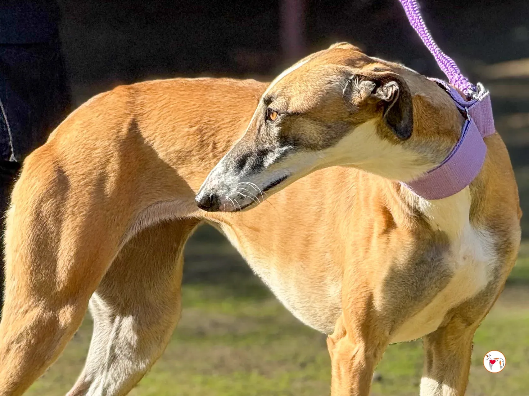 nutella galgo adozione 11