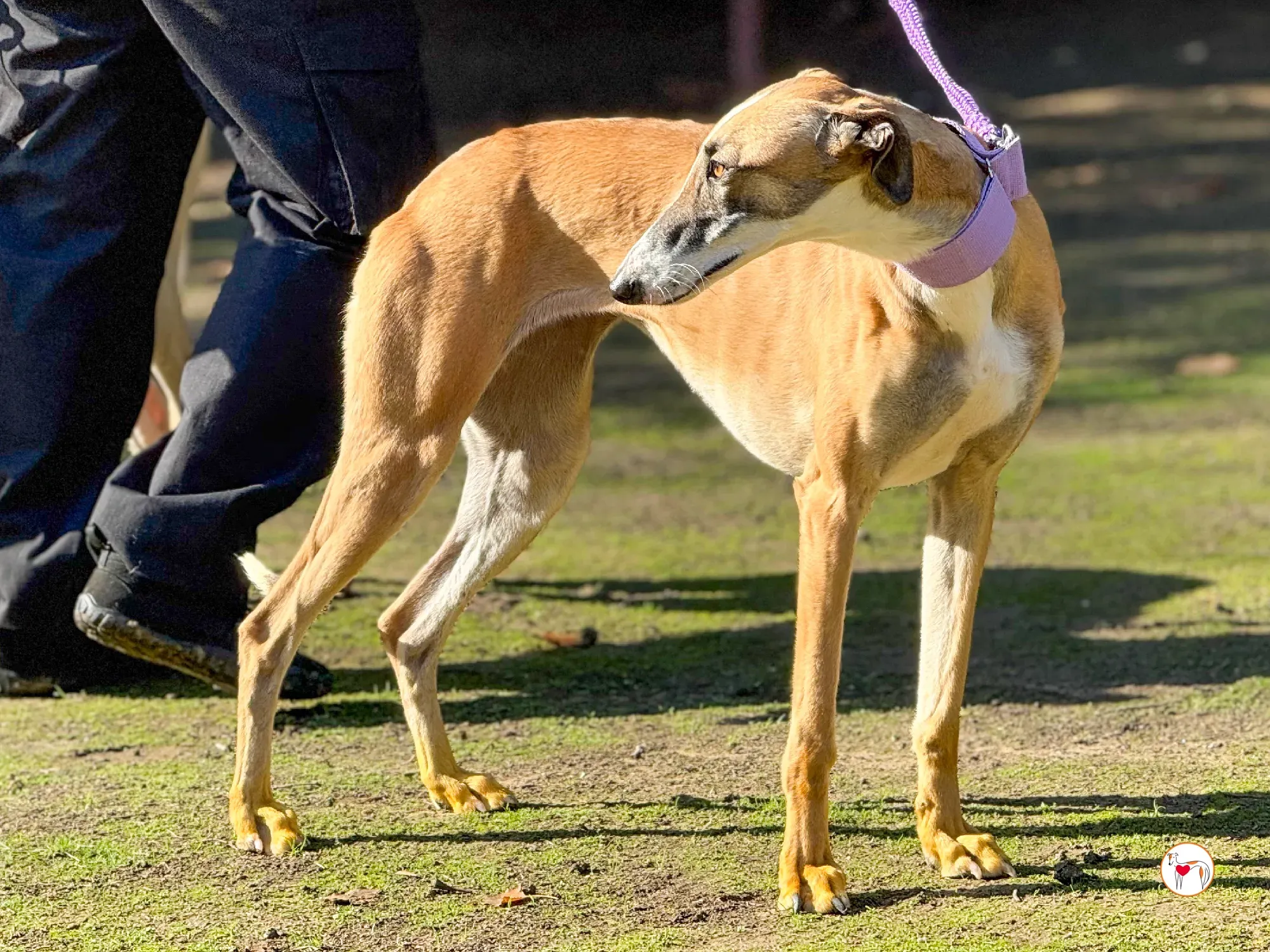 nutella galgo adozione 12