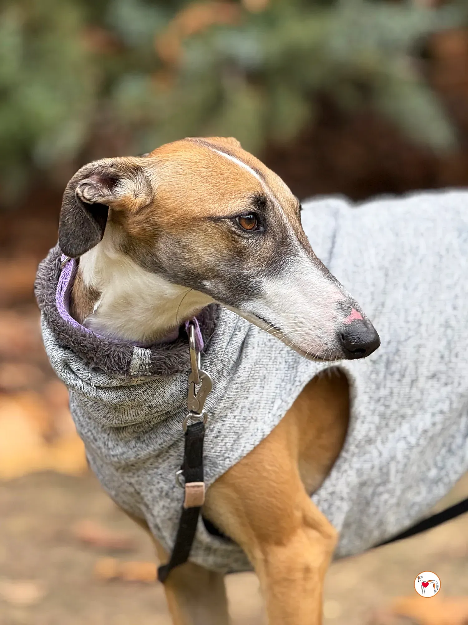 nutella galgo adozione 13