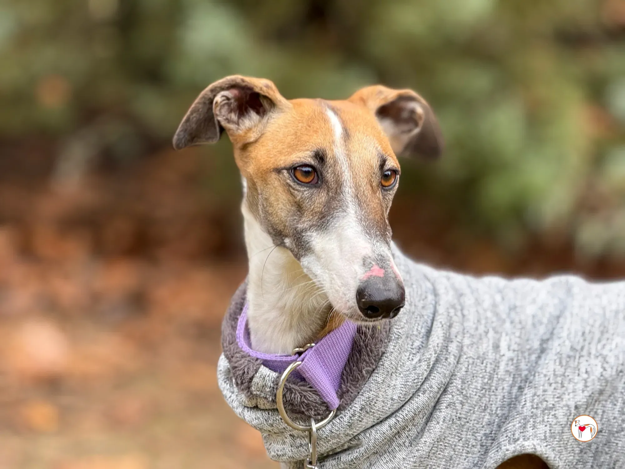 nutella galgo adozione 14