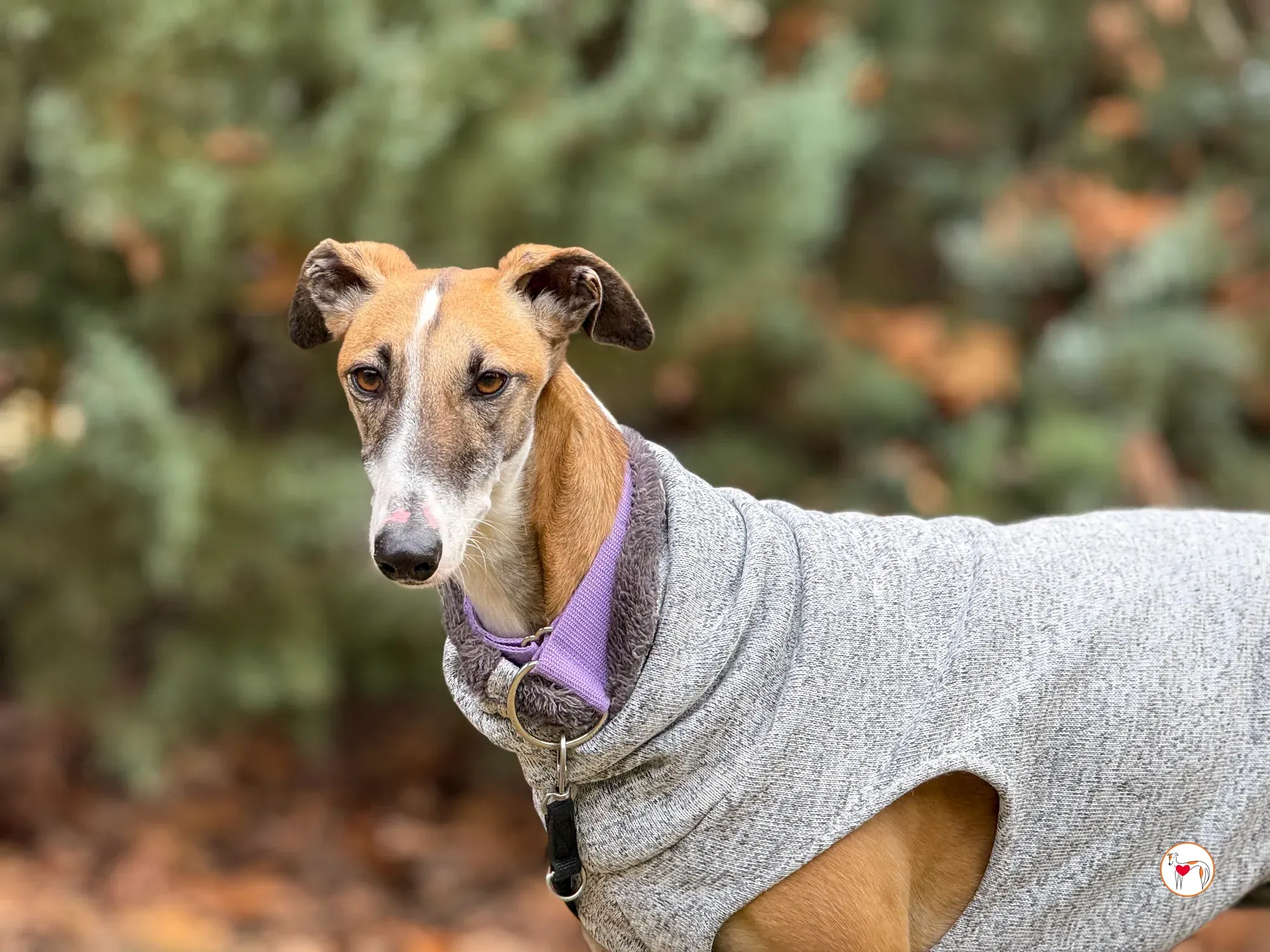 nutella galgo adozione 15