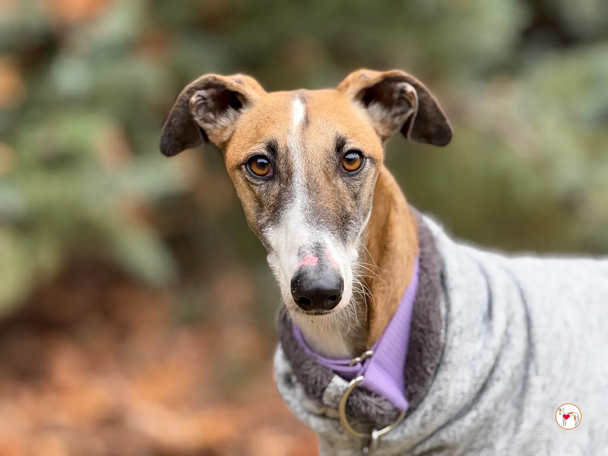 nutella galgo adozione 16