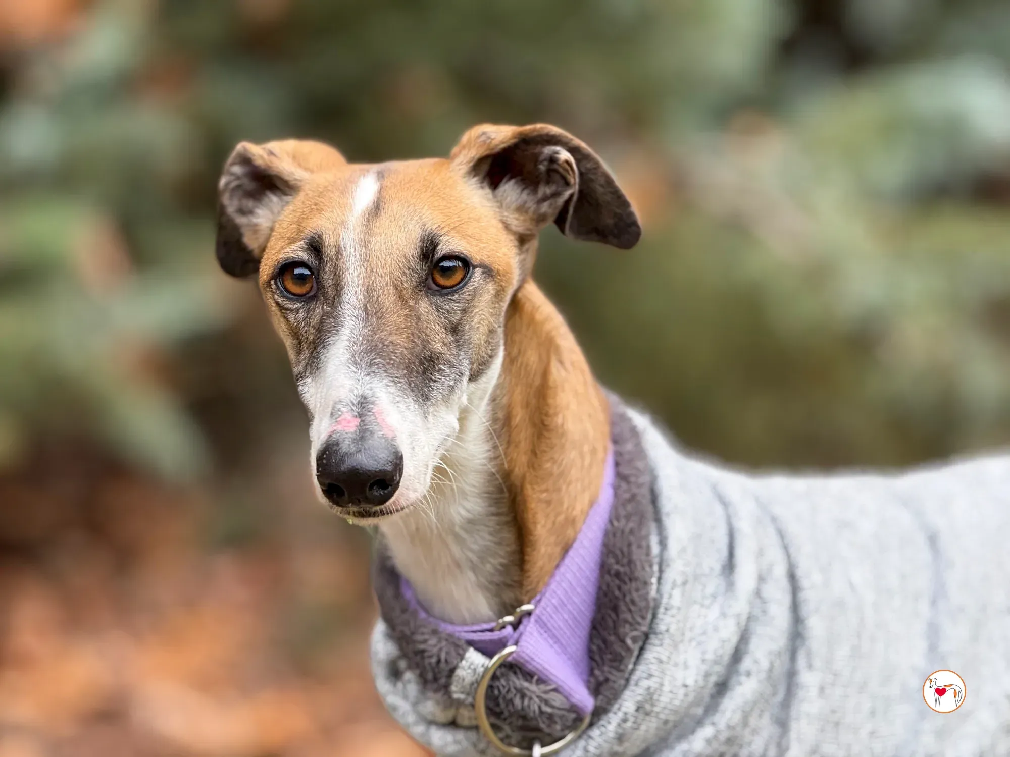 nutella galgo adozione 17