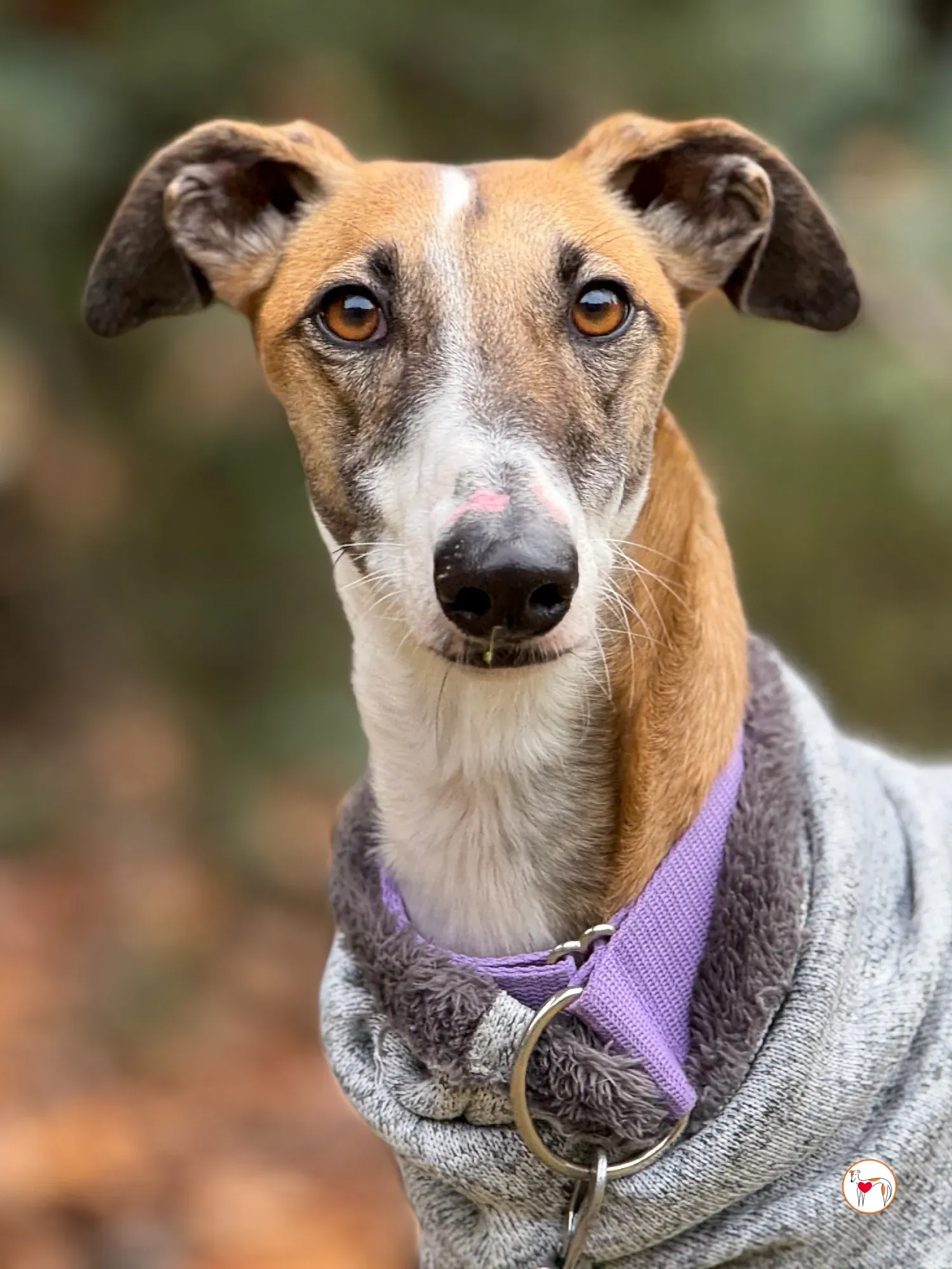 nutella galgo adozione 18