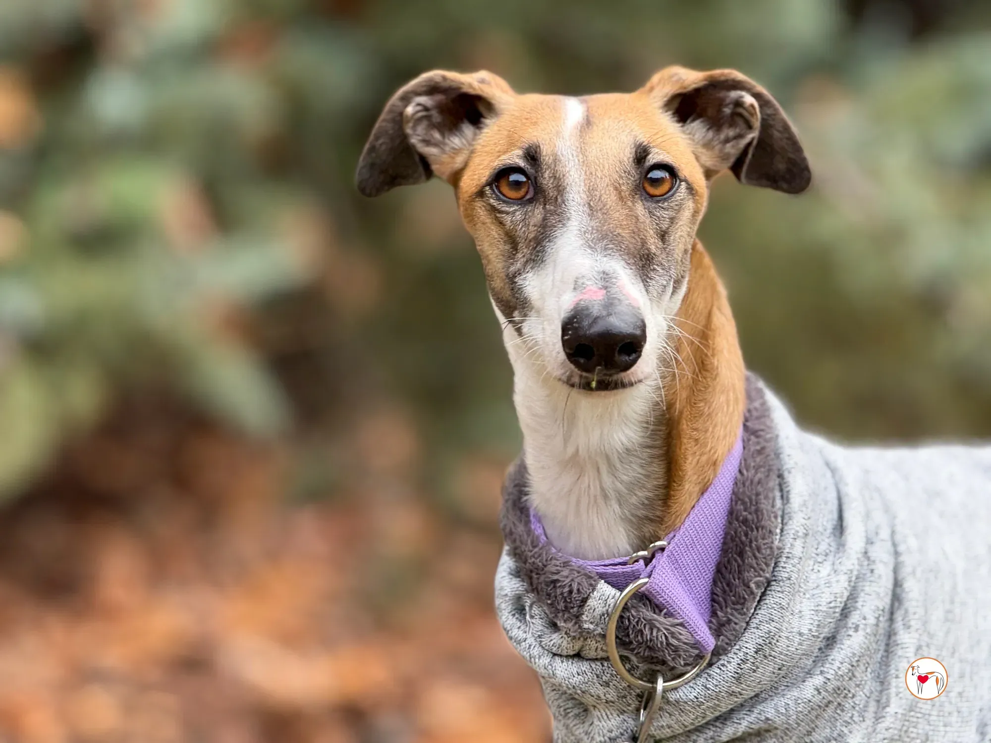 nutella galgo adozione 19