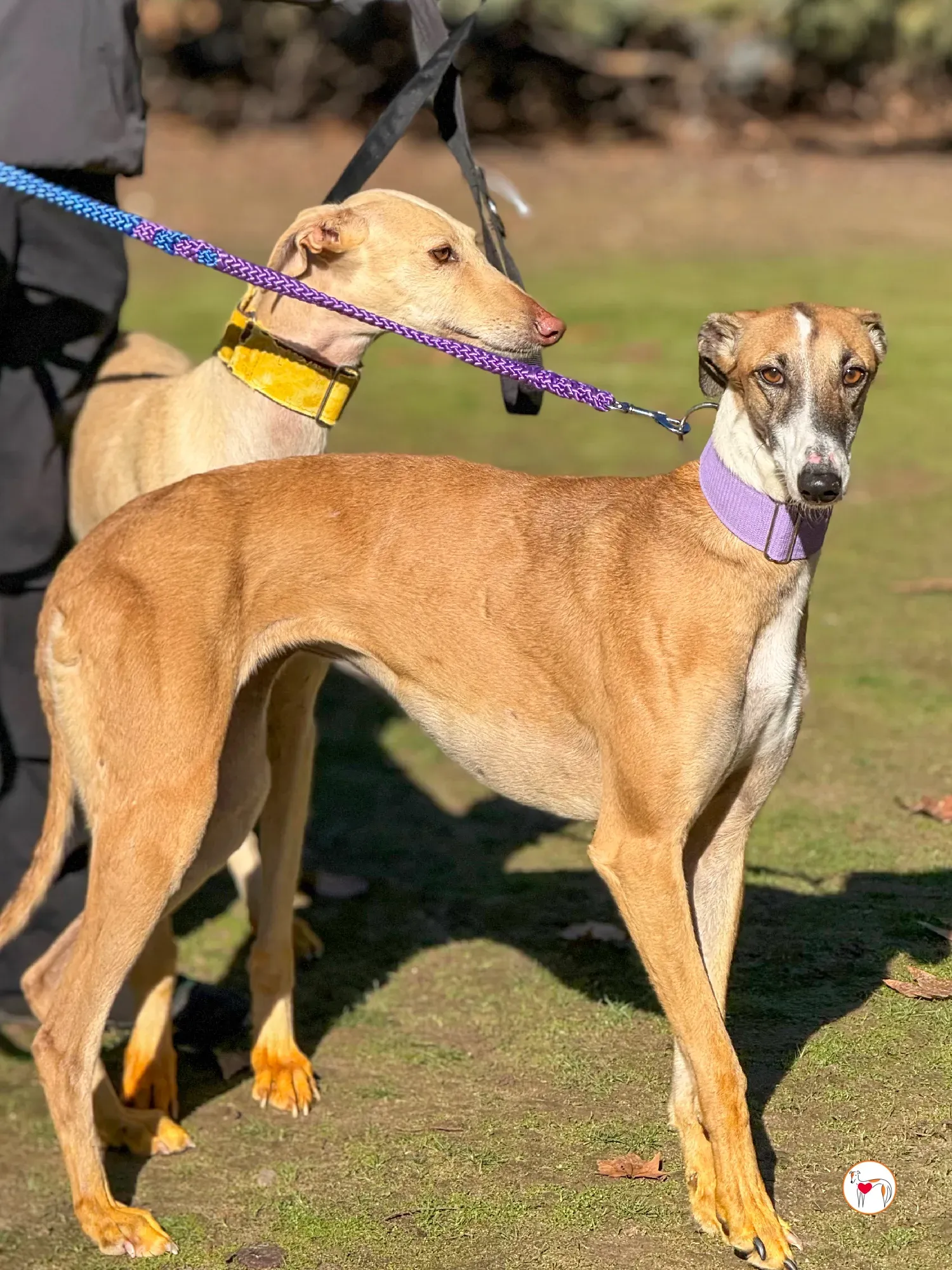 nutella galgo adozione 2