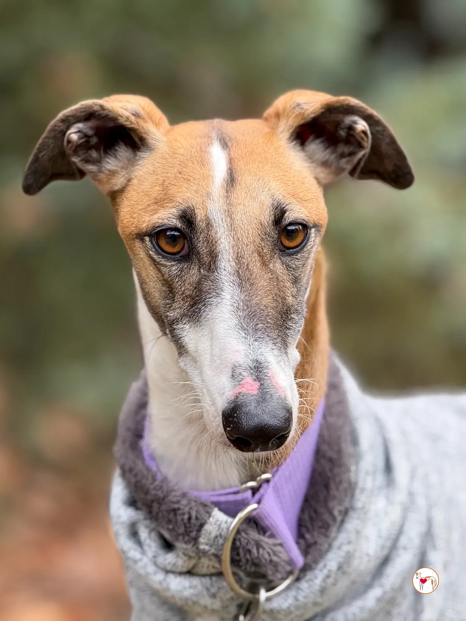 nutella galgo adozione 20