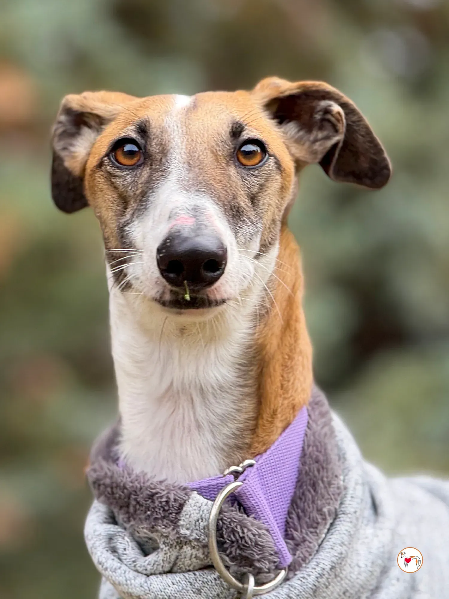 nutella galgo adozione 21