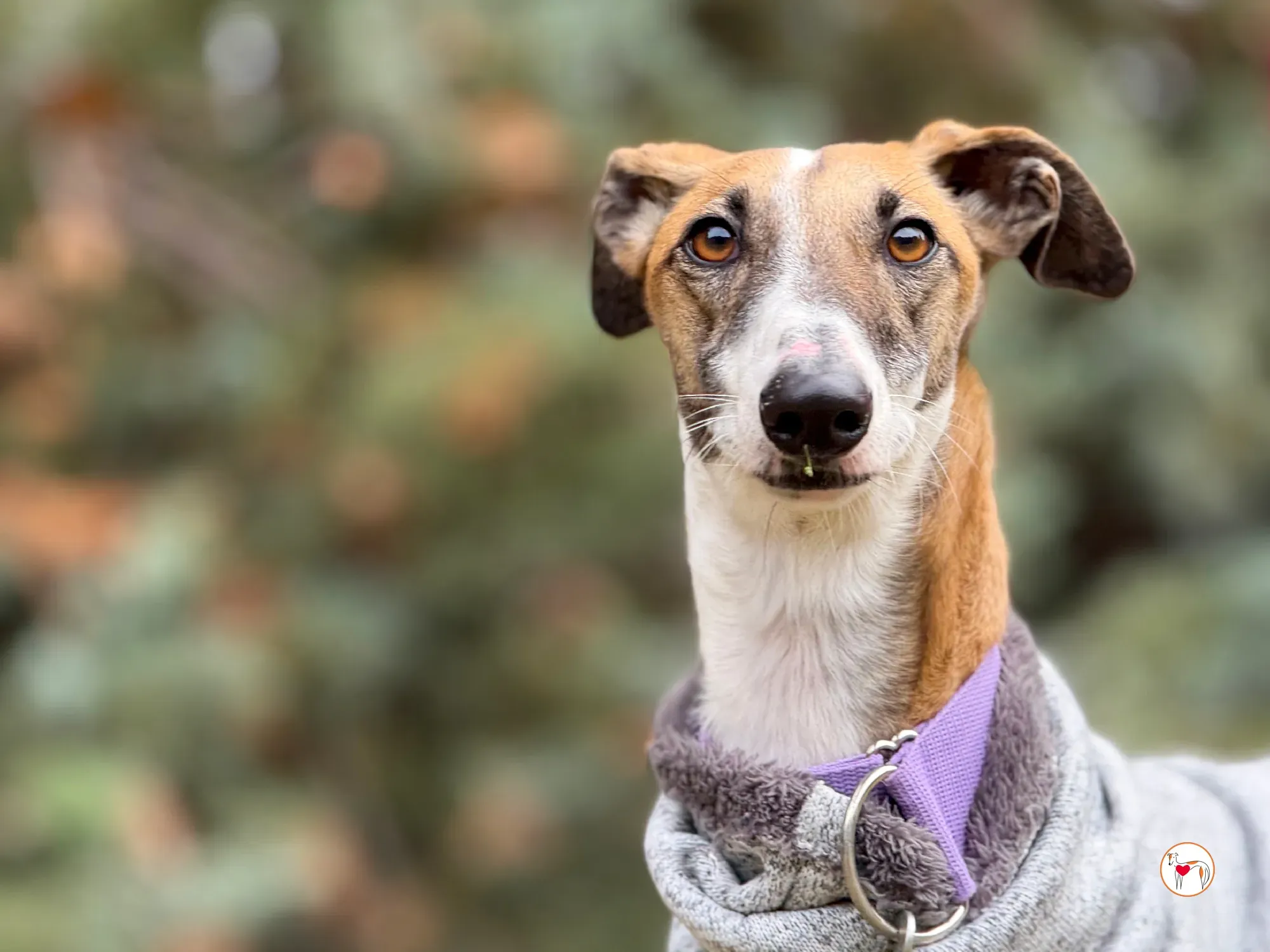 nutella galgo adozione 22