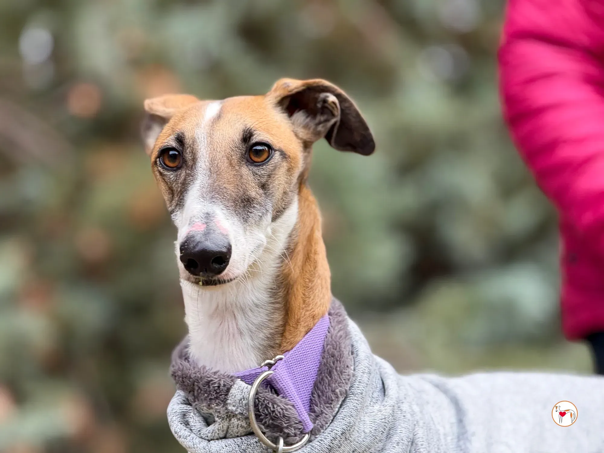 nutella galgo adozione 23