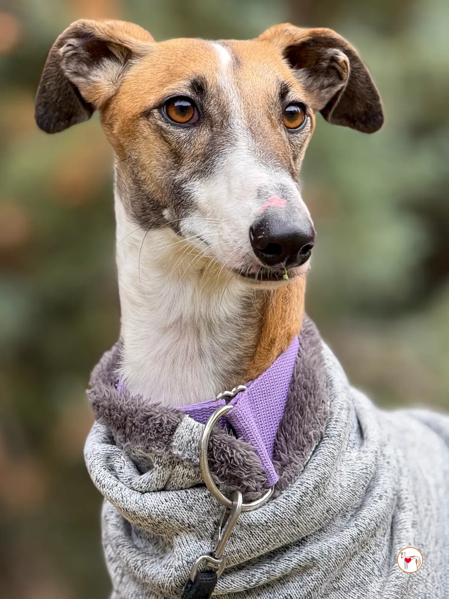 nutella galgo adozione 24