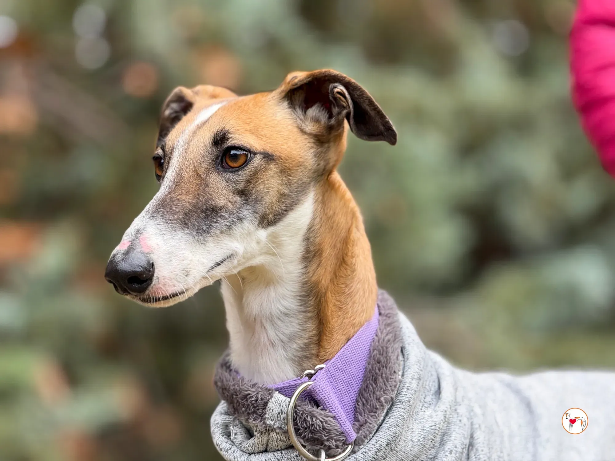 nutella galgo adozione 25