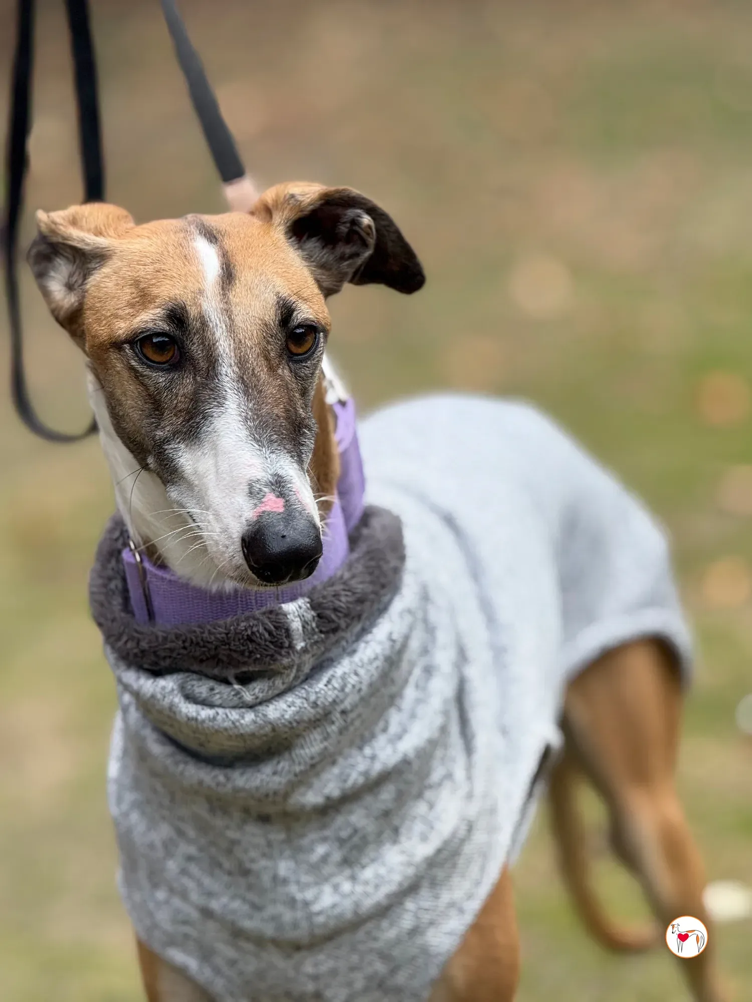 nutella galgo adozione 26