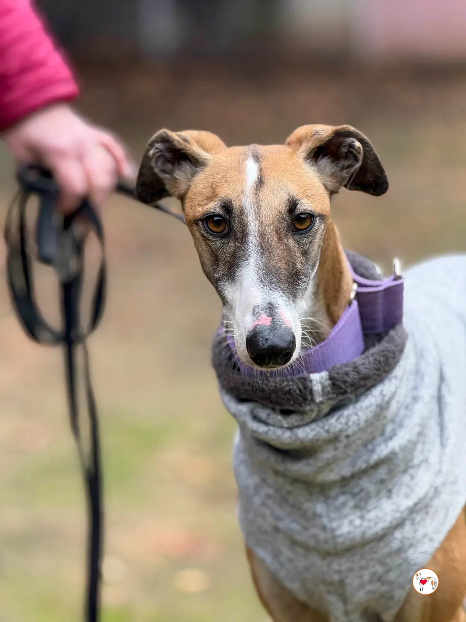 nutella galgo adozione 27