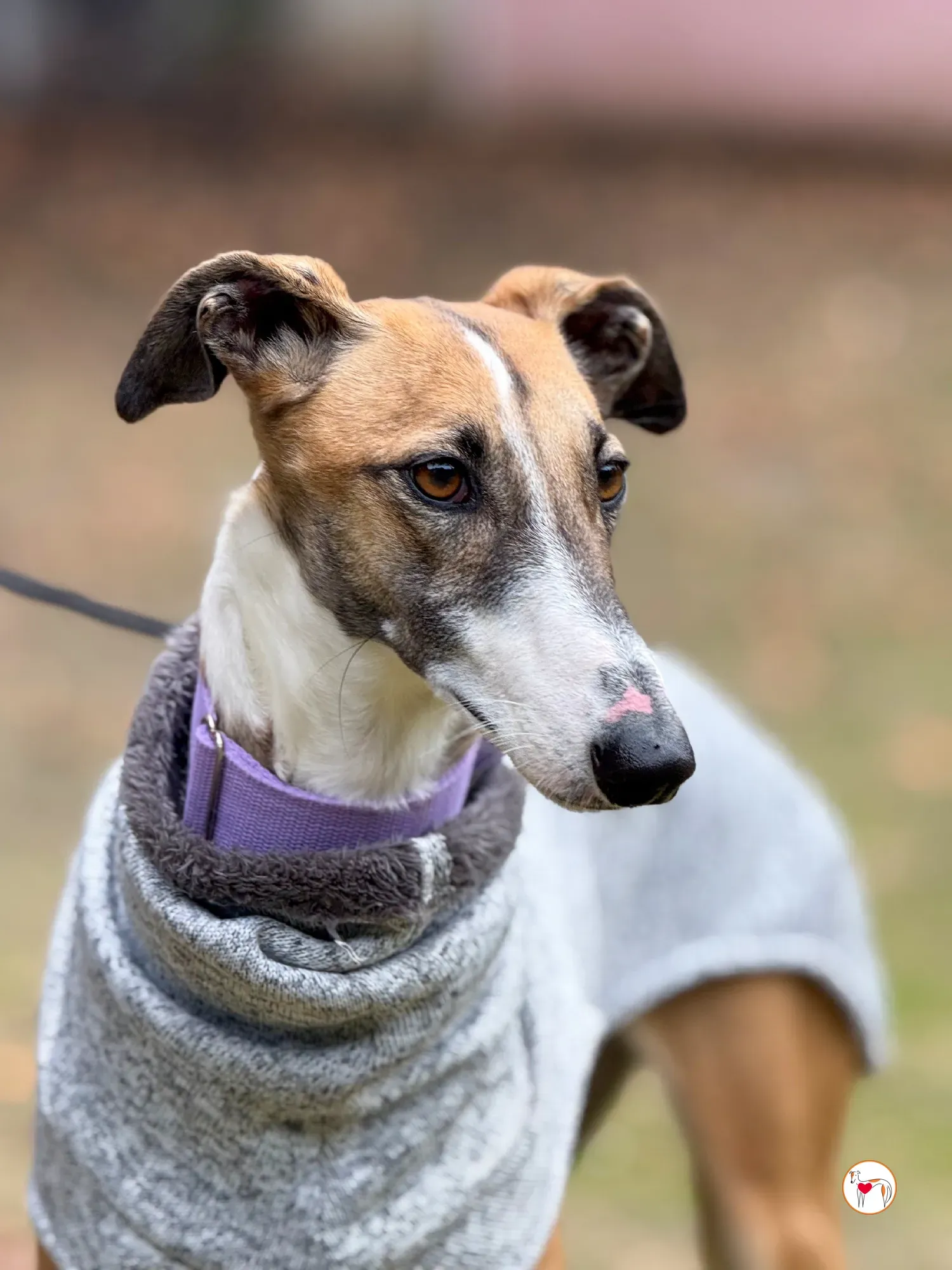 nutella galgo adozione 28