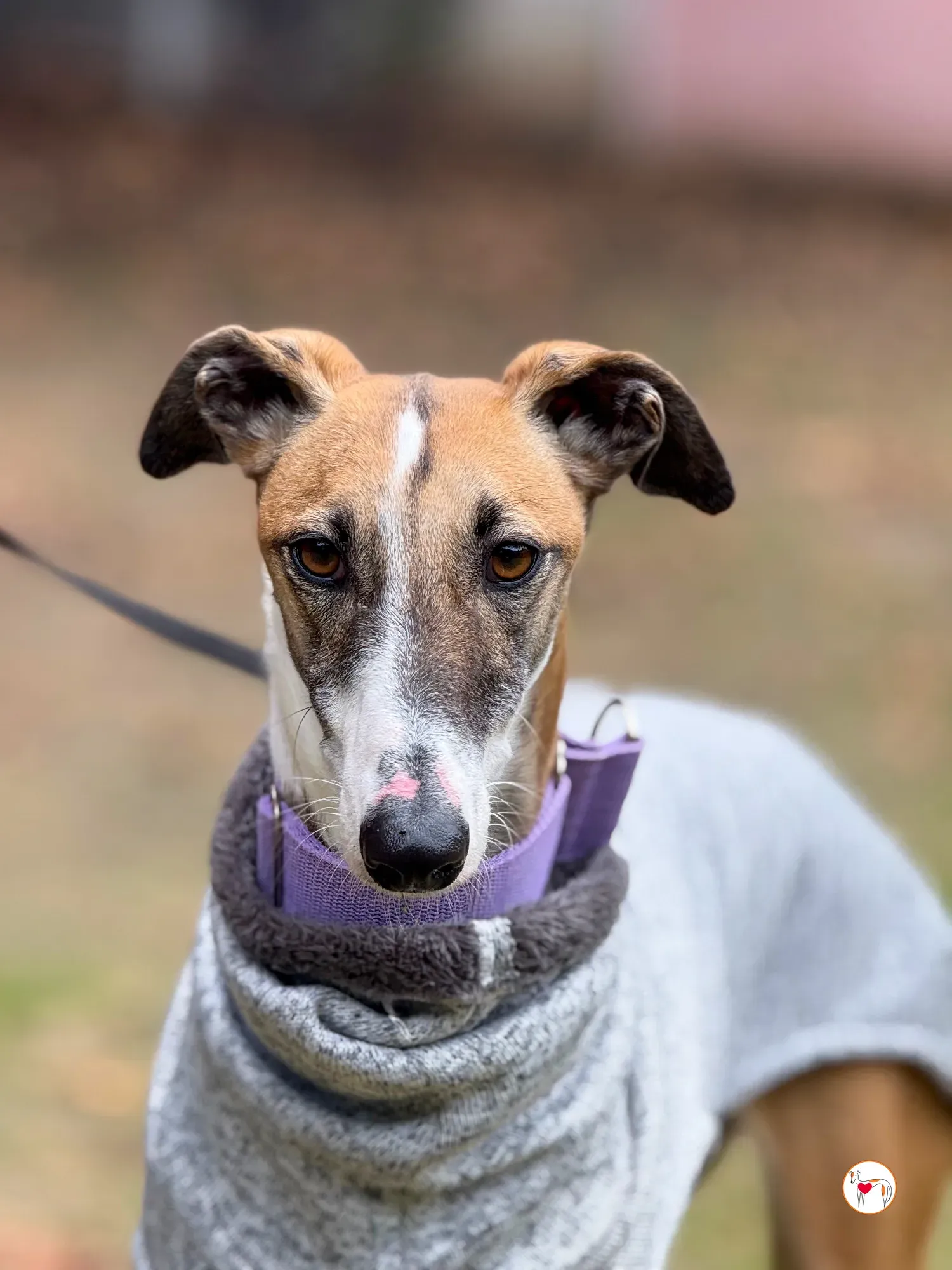 nutella galgo adozione 29