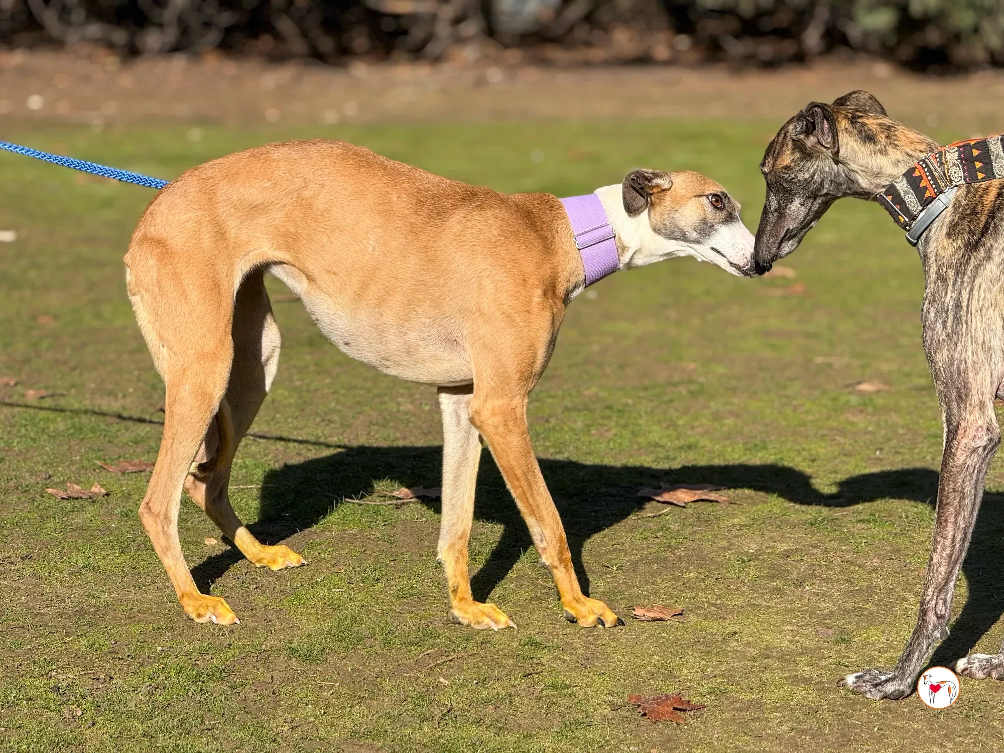 nutella galgo adozione 3