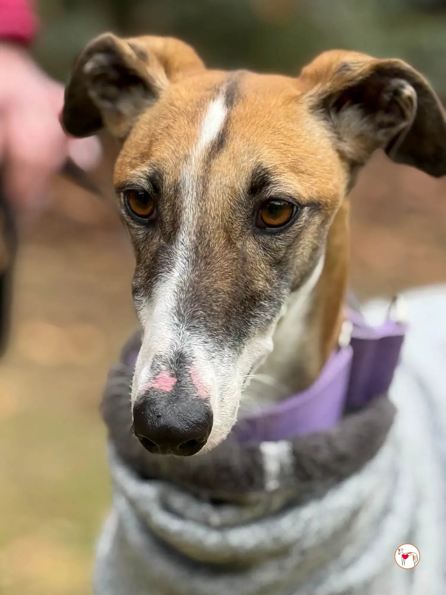 nutella galgo adozione 30