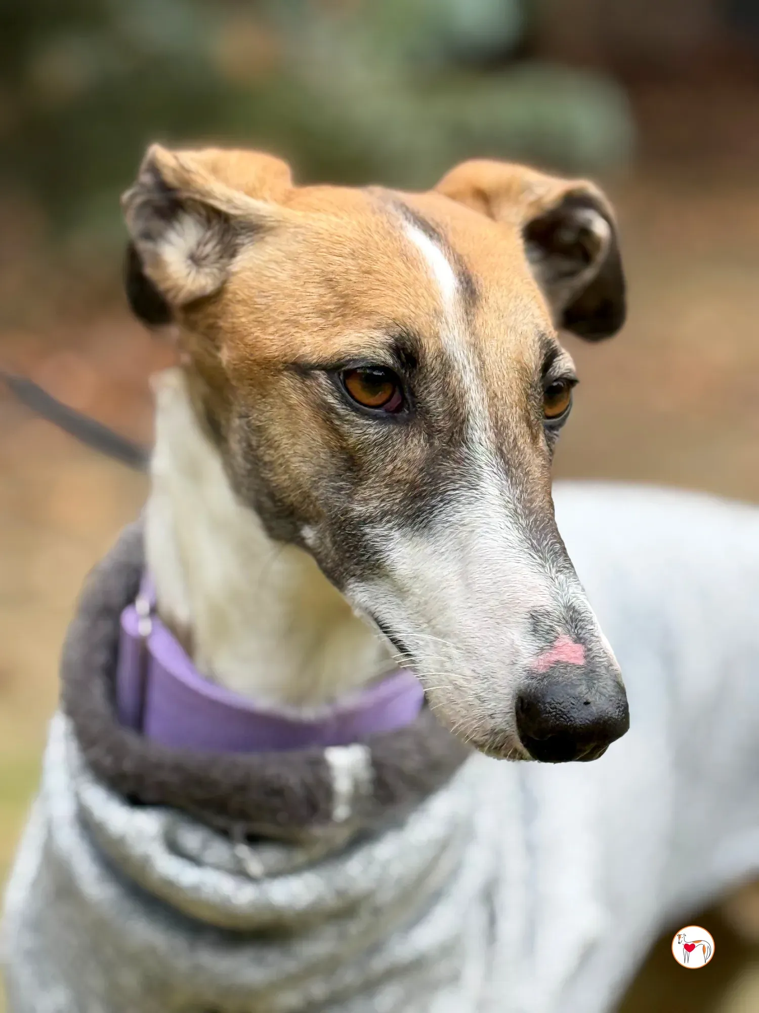 nutella galgo adozione 31