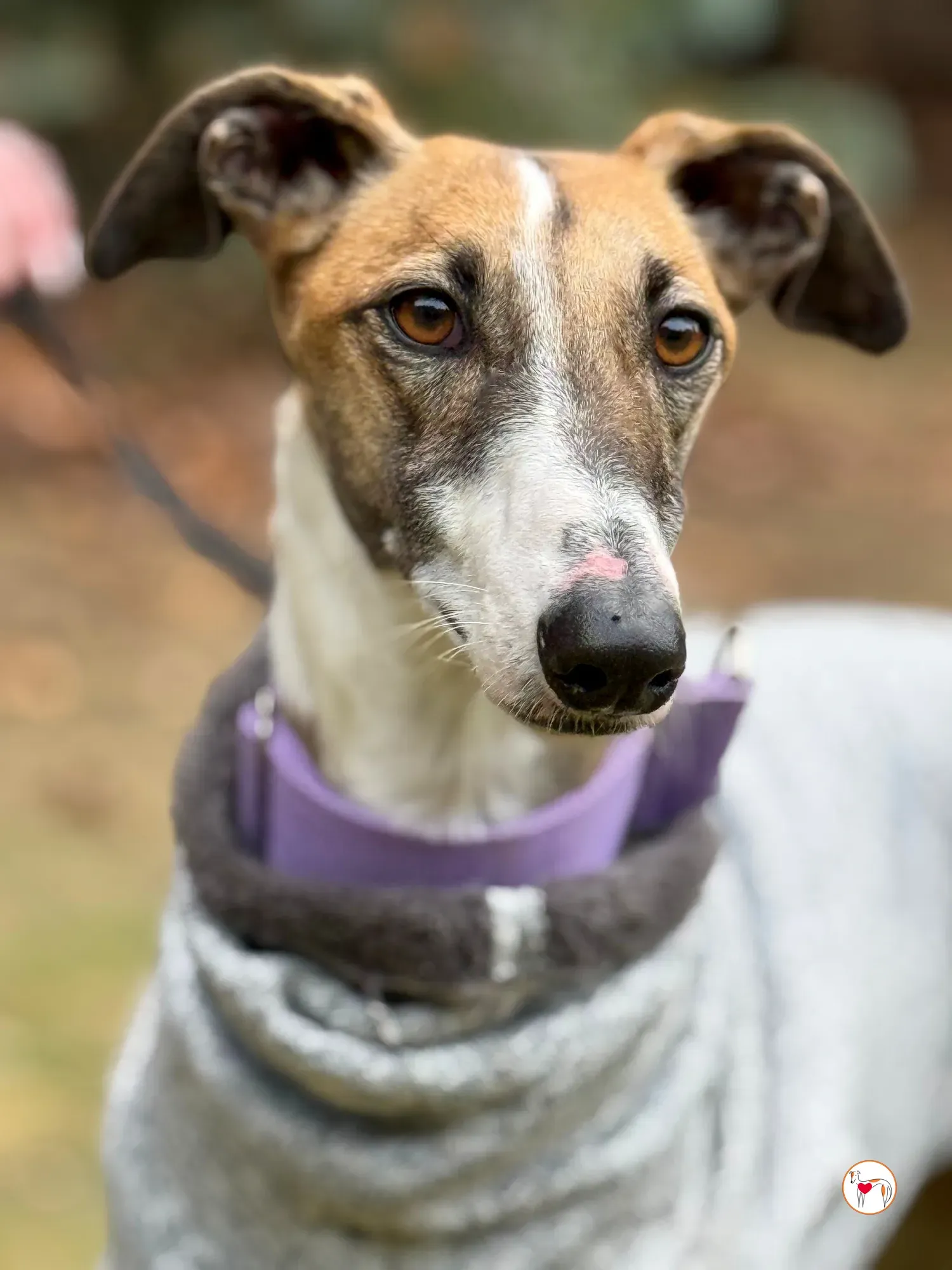 nutella galgo adozione 32